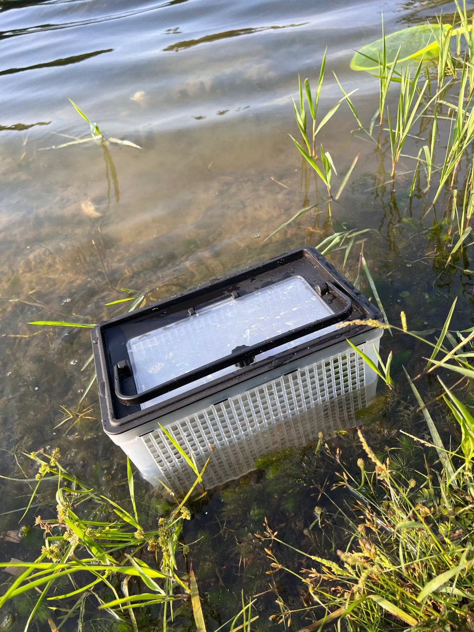 钓鱼日记  嘉定远香湖野采,小物钓天堂 嘉定远香湖小物钓,像捅了鰟鮍