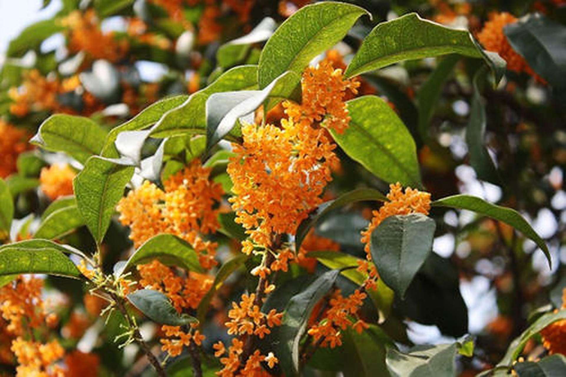 杭州桂花开,满觉陇路飘香十里,你隔着屏幕都能闻到花香!