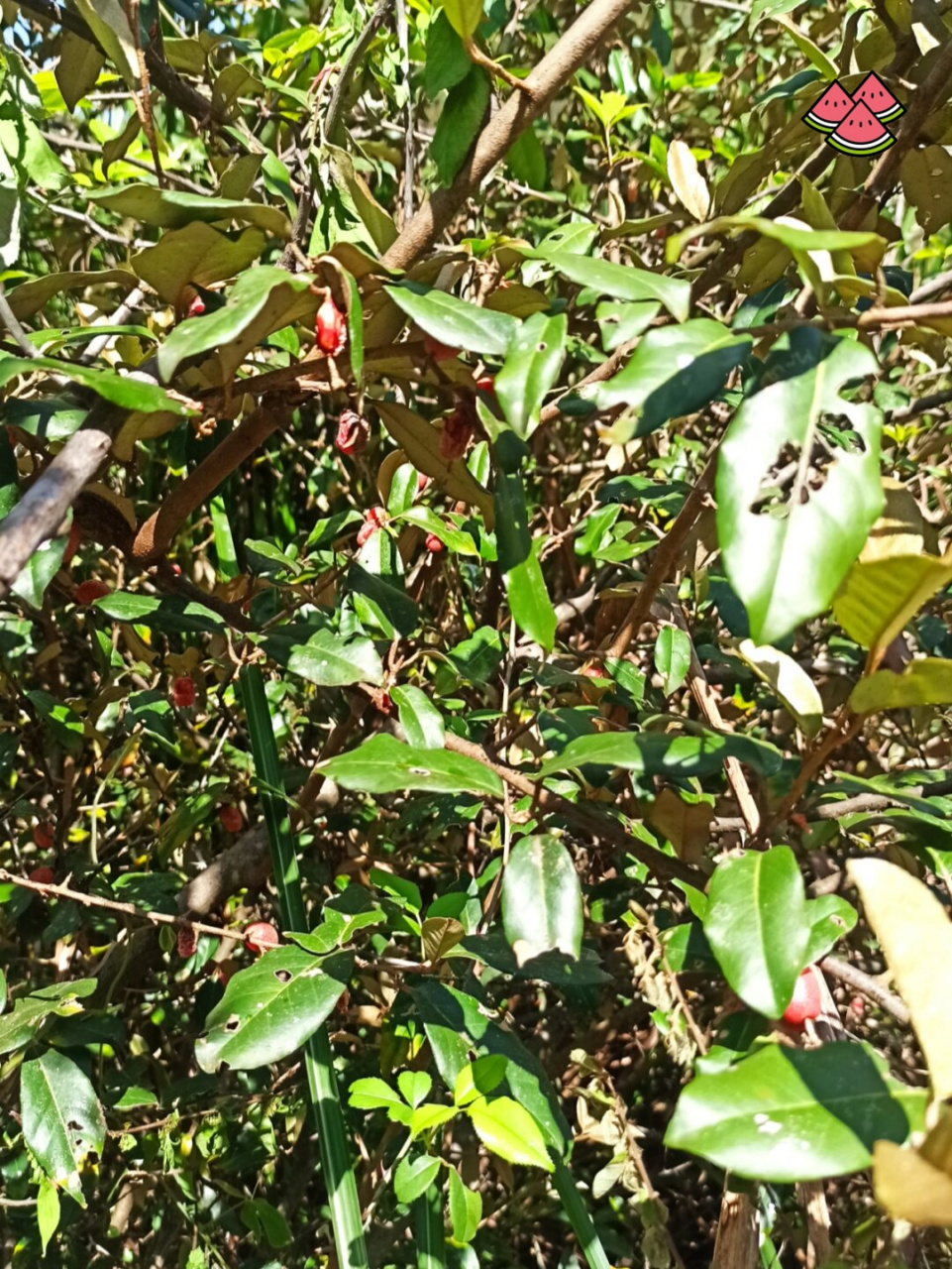 牛奶果.纯天然