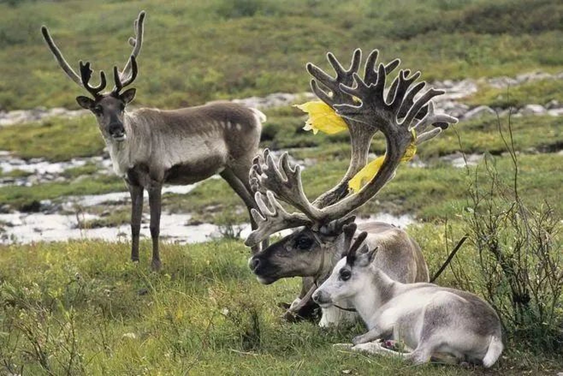 驯鹿的角好像树枝91啊 又名角鹿 身长约200厘米 肩高100到120厘米