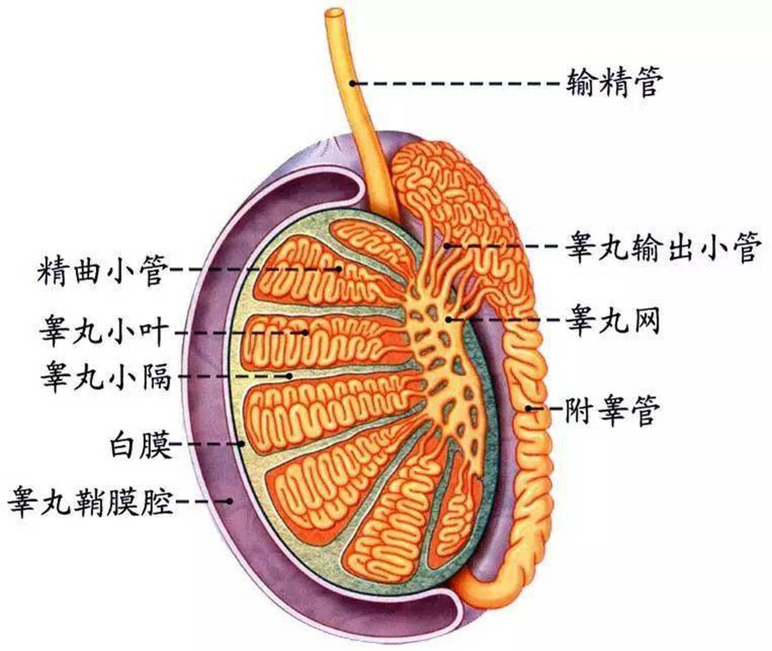 阴囊睾丸解剖层次图片