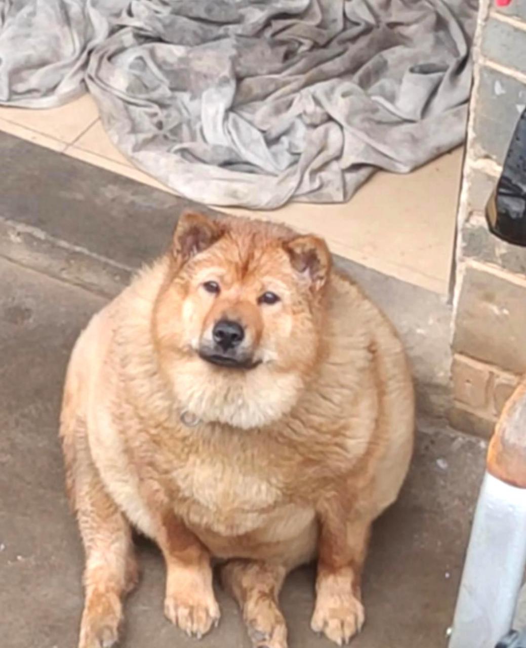 小土狗在两个月的时间里变得异常肥胖,让人惊讶不已!