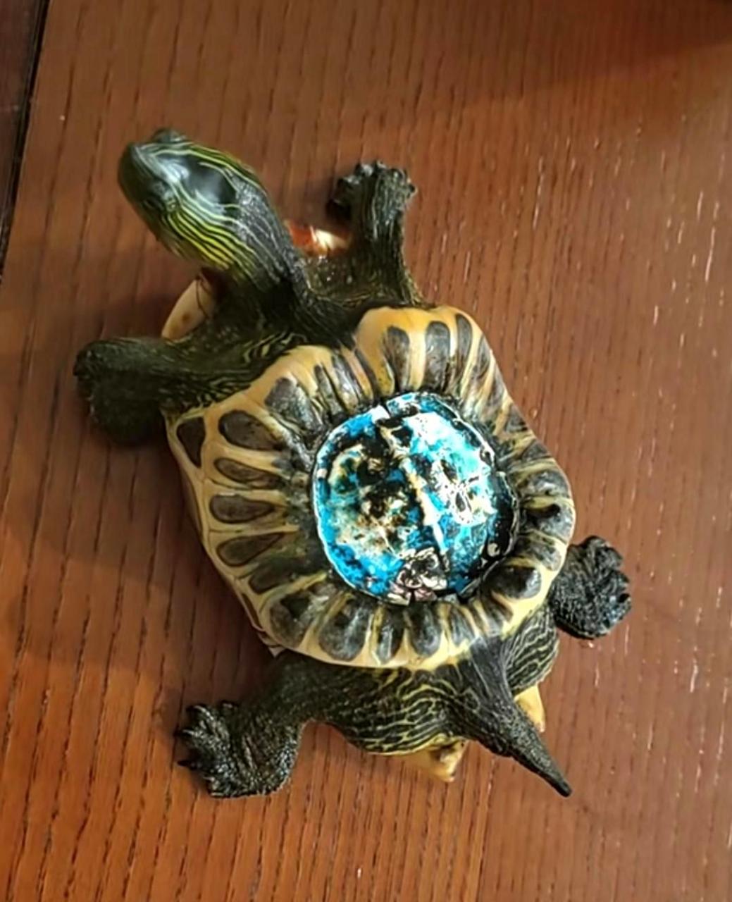 这只彩色乌龟,你们有没有见过?