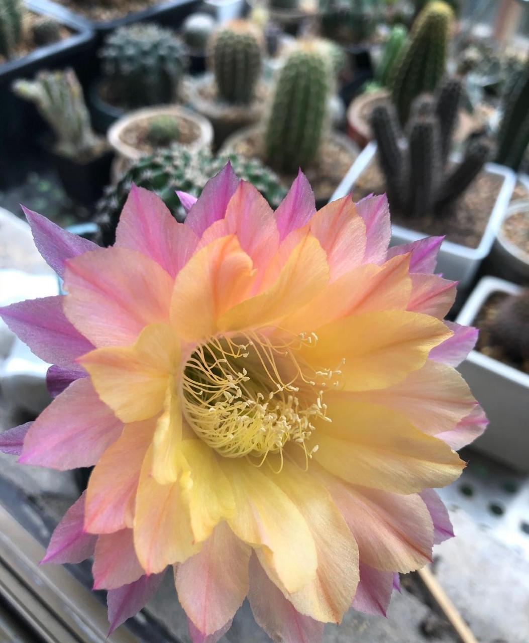 席克氏仙人球"激流",彩草和毛花柱杂交而来,幼时像彩草,圆球形状,养几