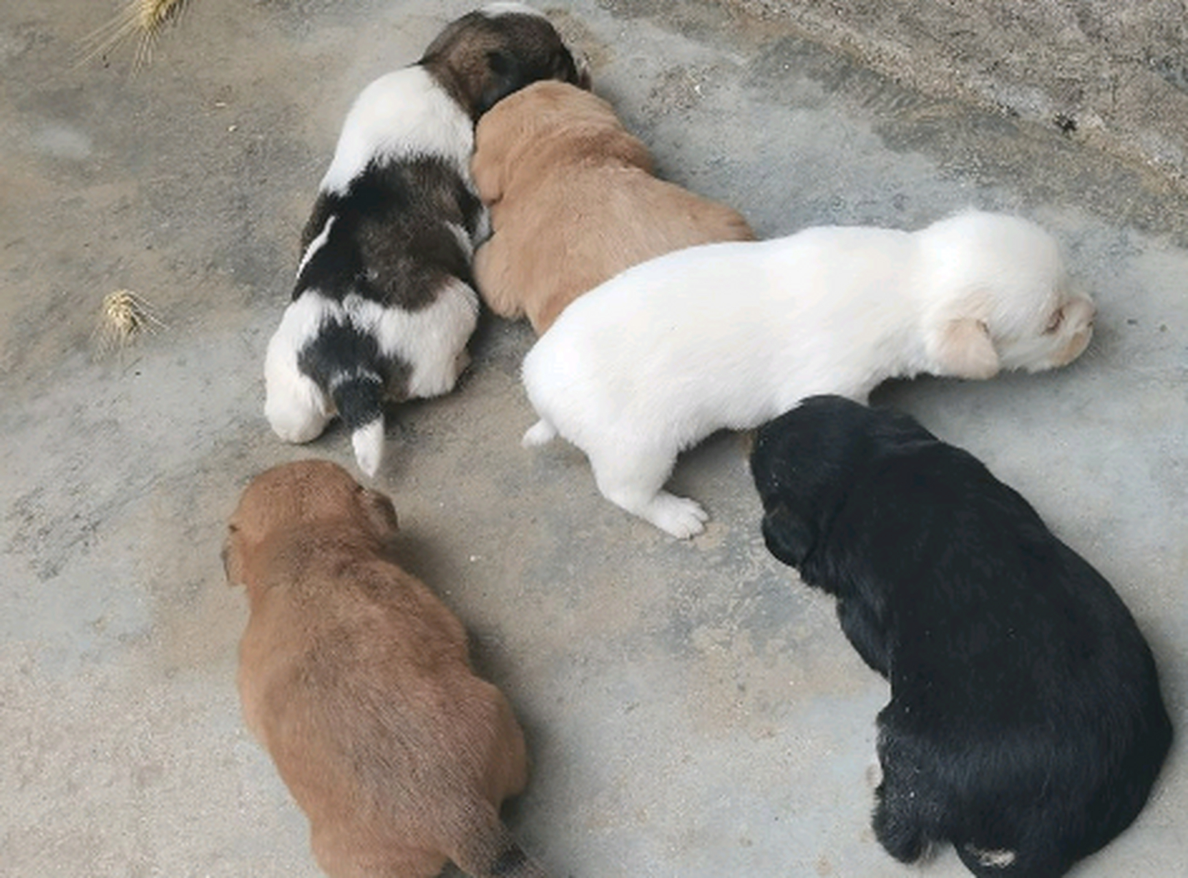 家里大狗下了一窝小狗,结果有白的,黑的,黄的,花的,五颜六色的