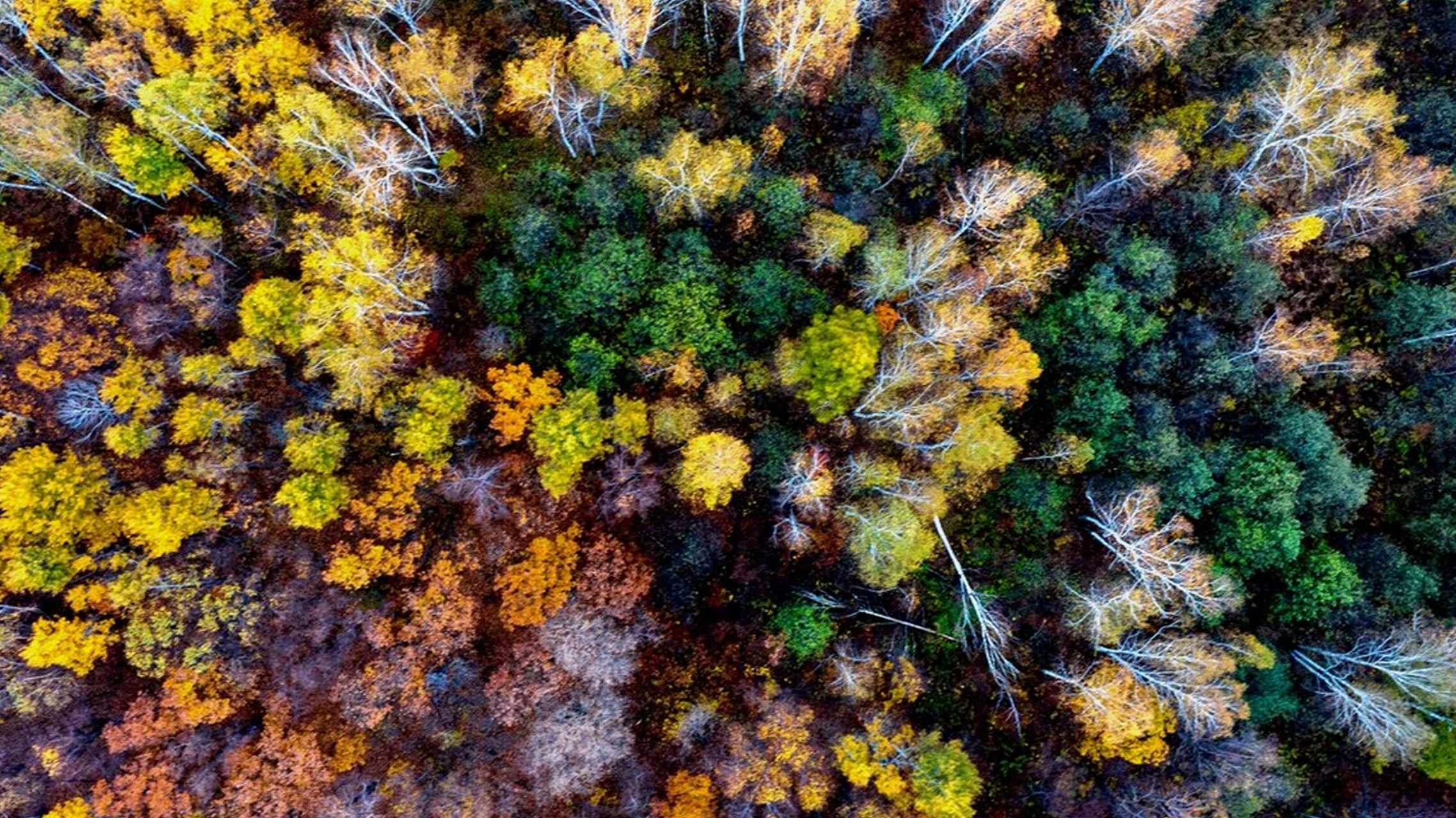 进入深秋时节,黑龙江逊克县五花山层林尽染,五彩斑斓,仿佛打翻了七色