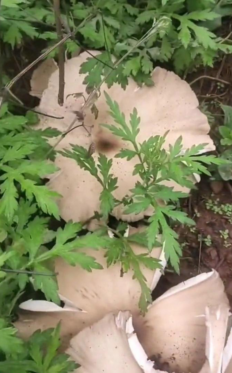 第一次见到这么大的菌子,不知道这能不能吃呢?