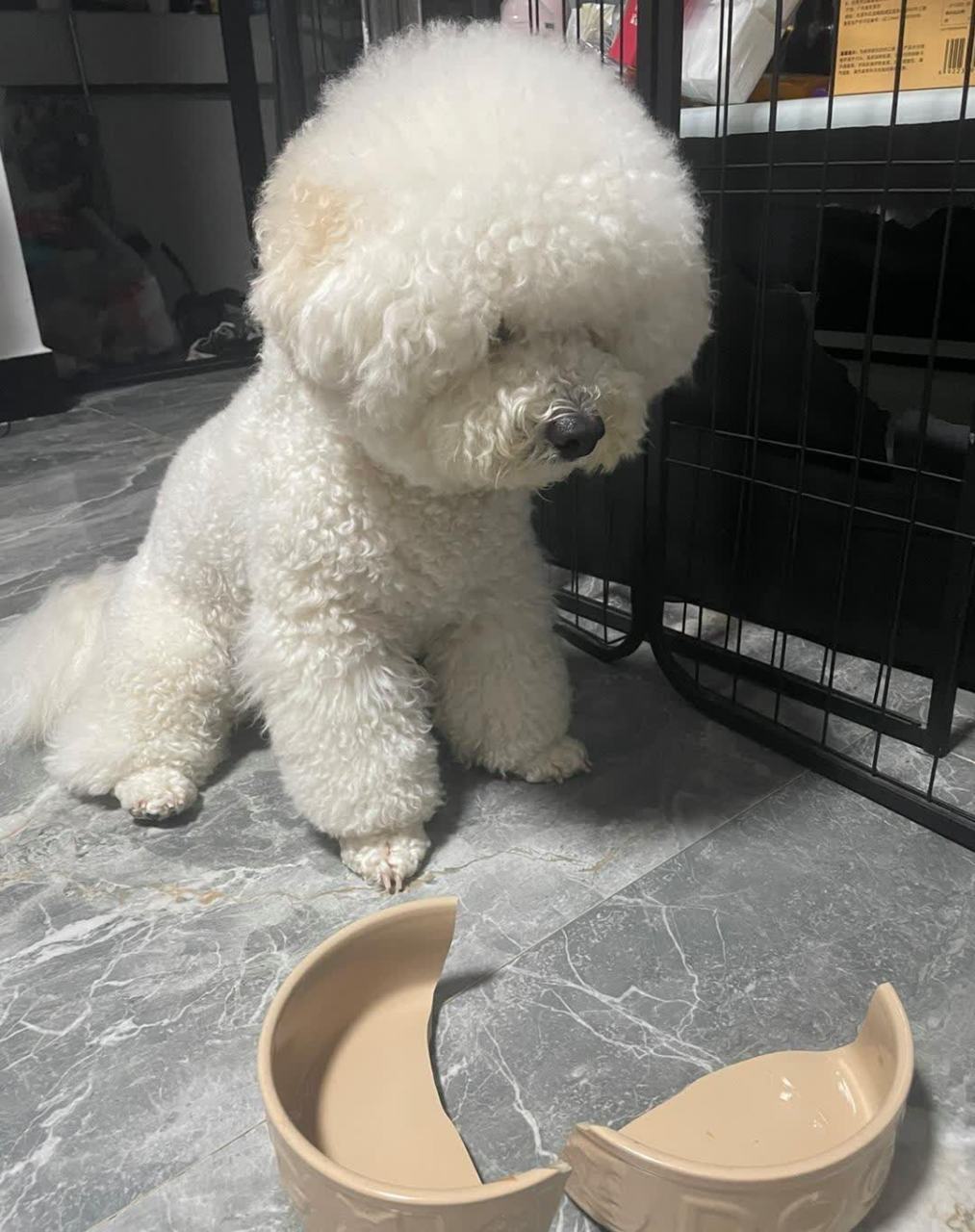 嘿嘿不小心踩到了它的饭碗,委屈得都快哭了[滑稽]