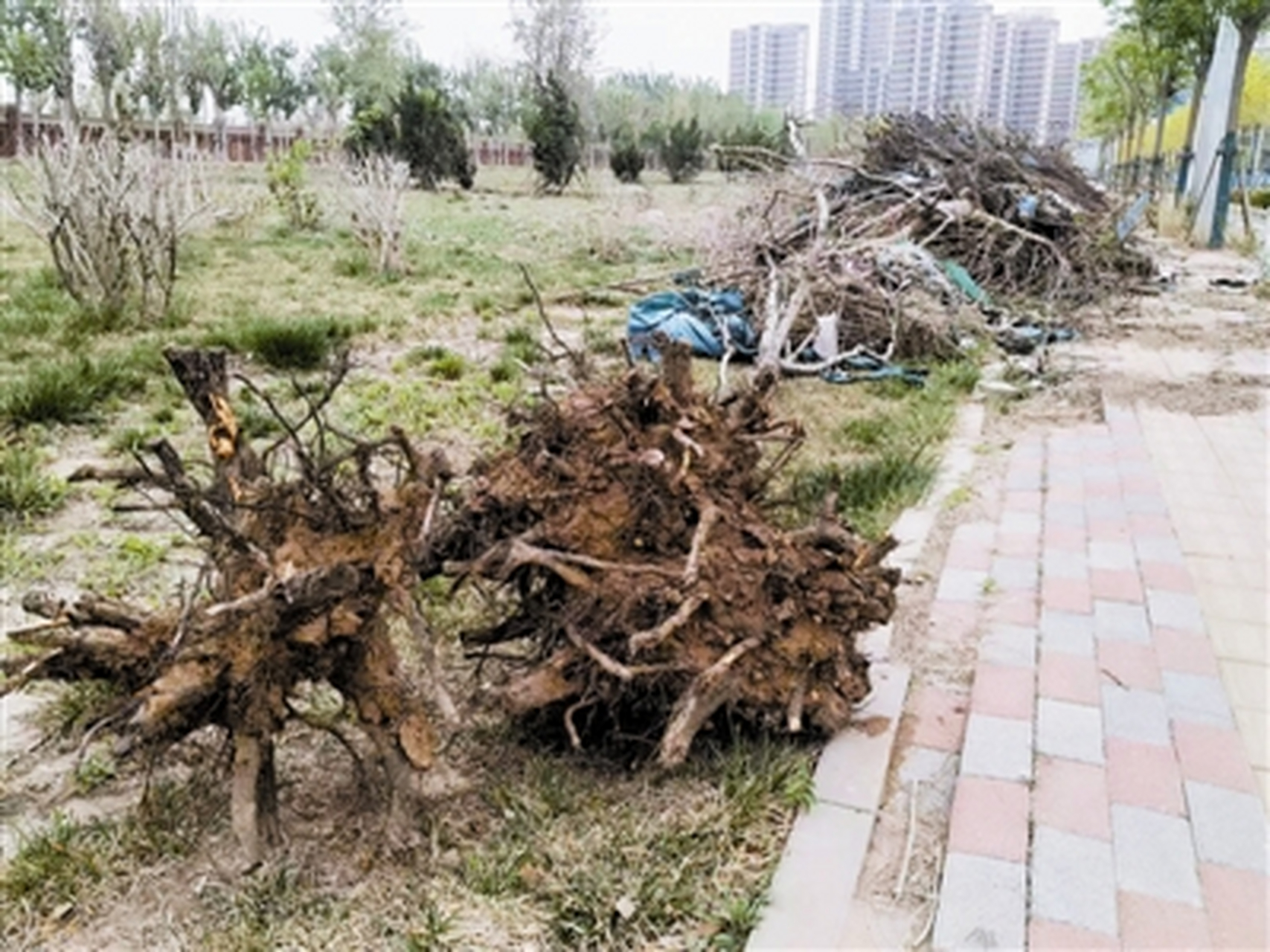 天津西青区江明路绿化带内堆放大量"死树",管网公司
