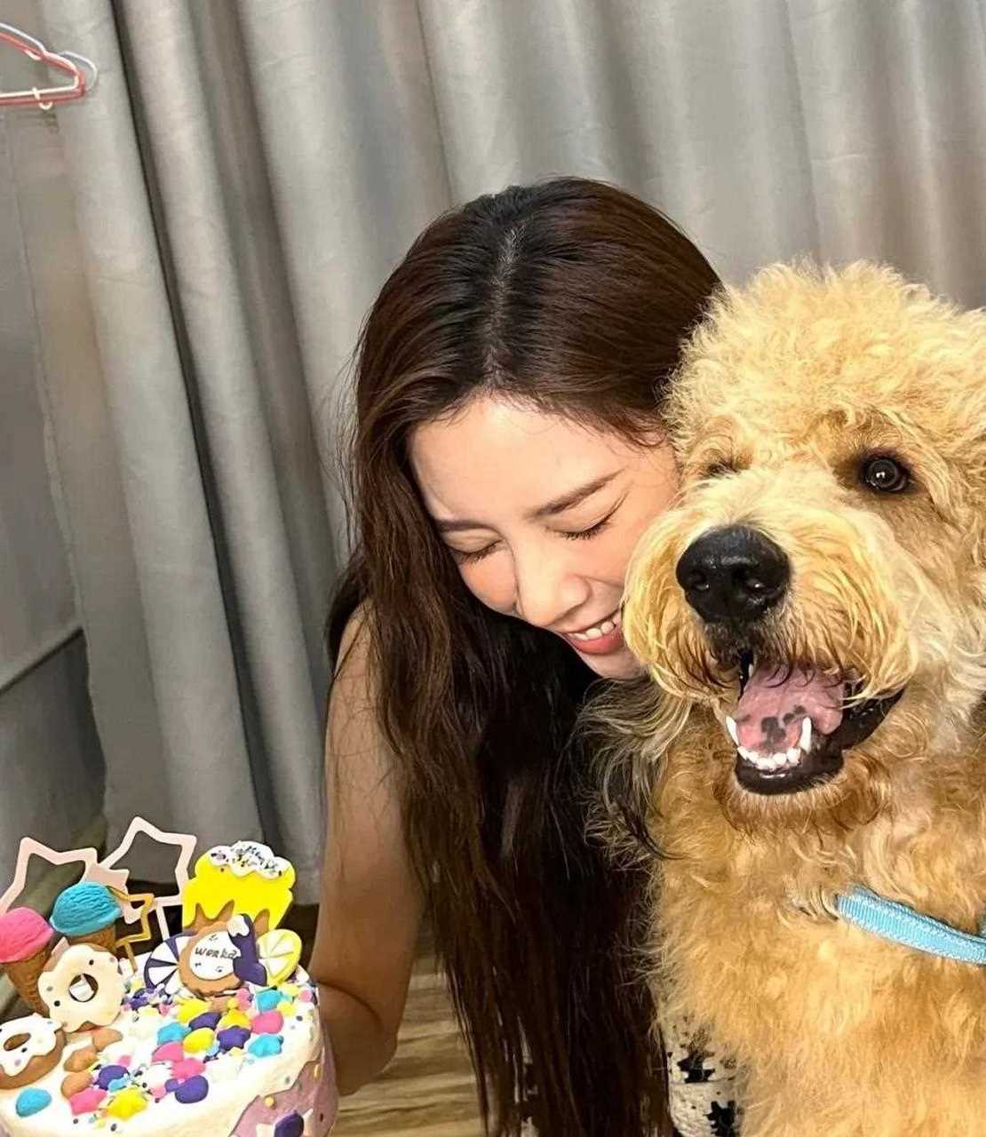 女明星宋妍霏给家的宠物狗狗和猫咪过生日,狗狗叫wonka太可爱啦 ,猫咪