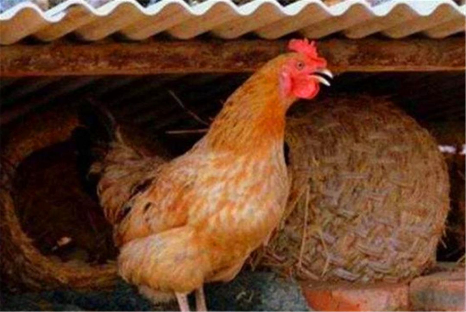 母鸡生完蛋总是咯咯咯地叫个不停,其主要原因是神经高度兴奋.