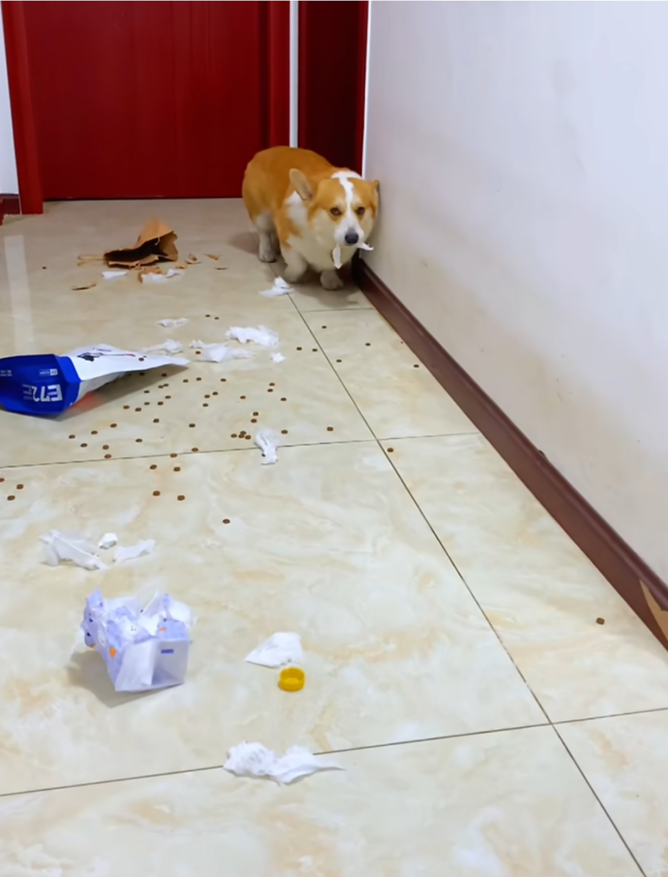 我家狗脑子里在想各种的计谋