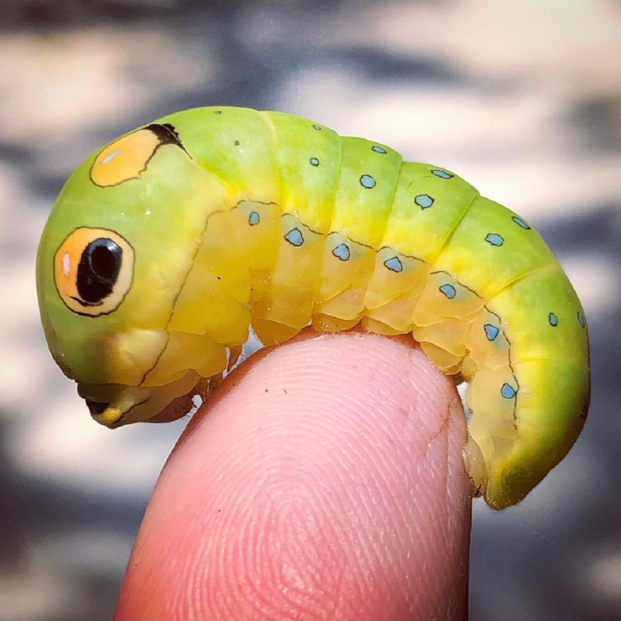 生物名:银月豹凤蝶幼虫 外文名:papilio troilus 介绍:这种蝴蝶最让人