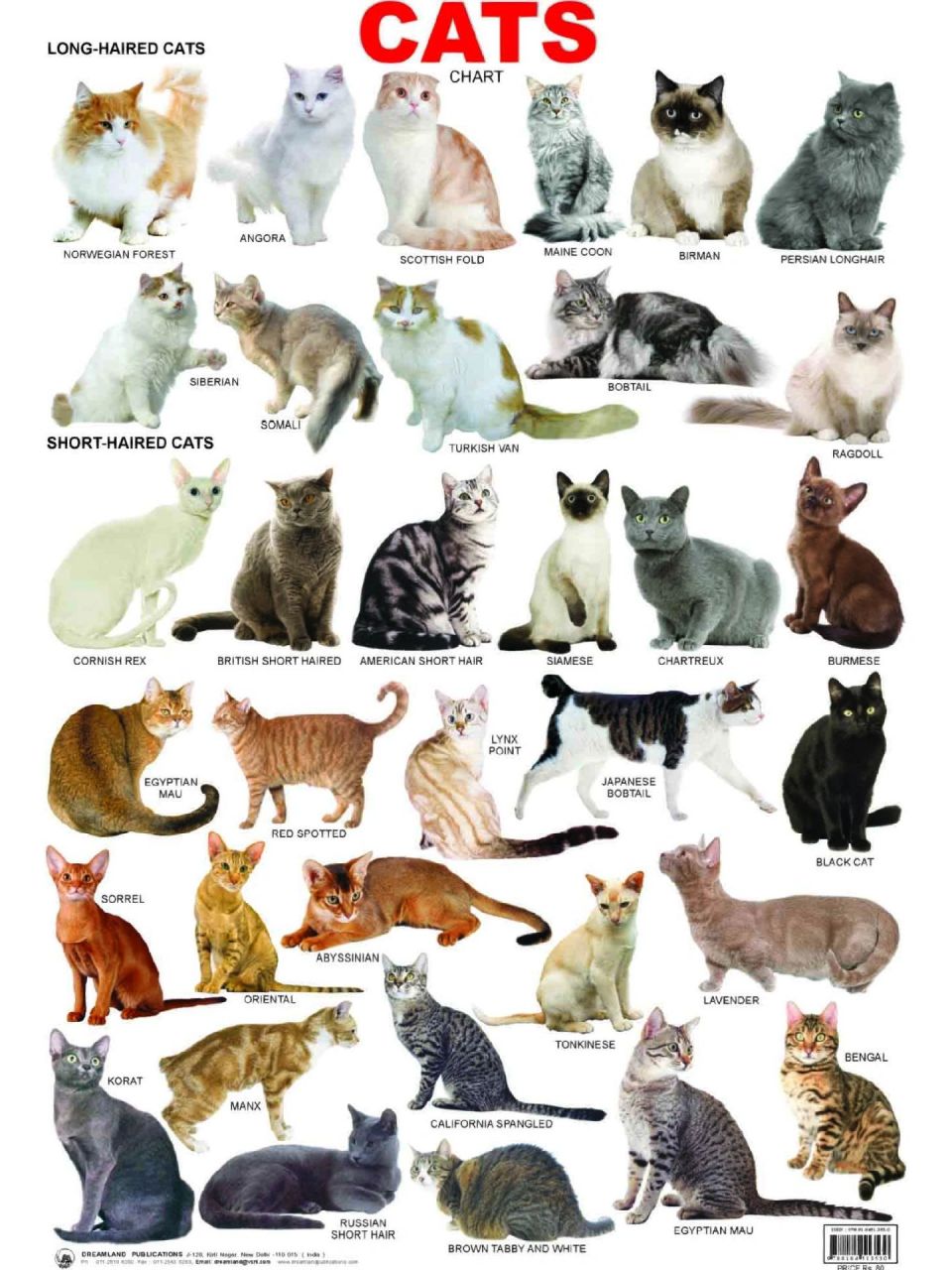 所有猫的品种加照片图片