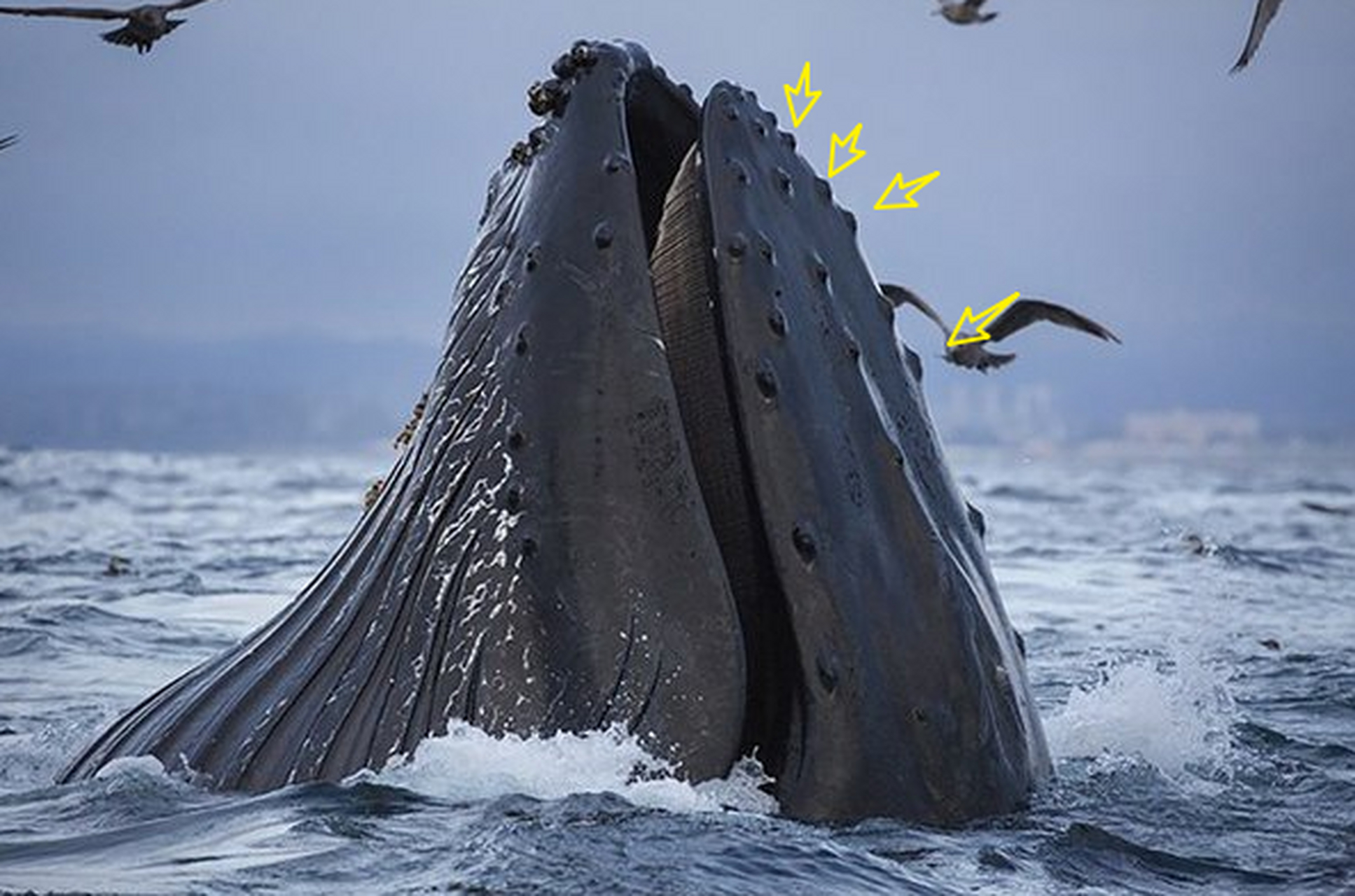 座头鲸身上的疙瘩是啥?