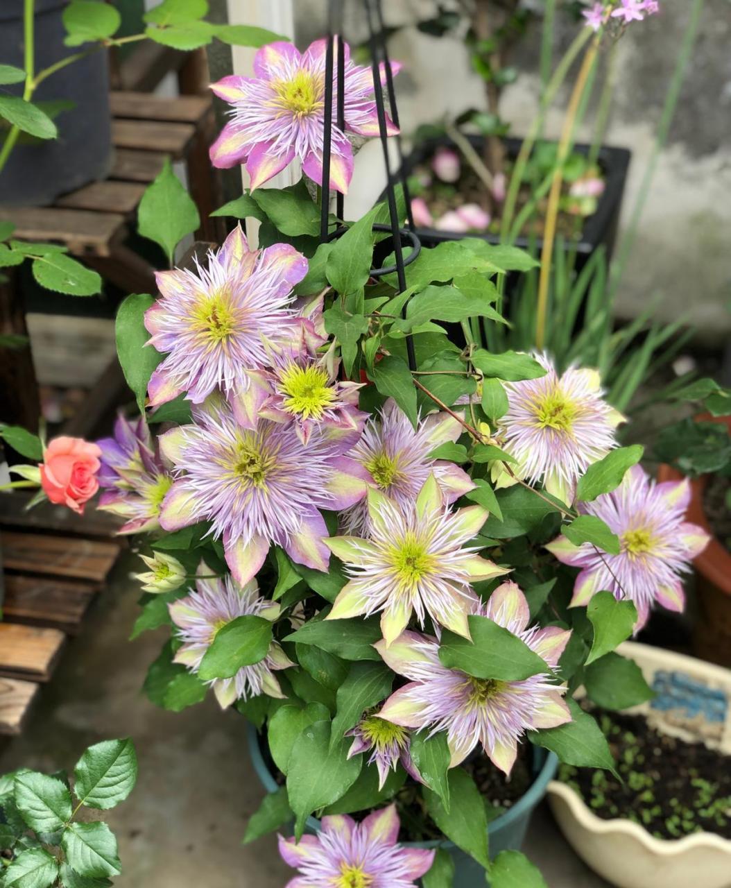 水晶喷泉——铁线莲里"永远滴神",攀援能力强,枝繁叶茂,开的重瓣大花