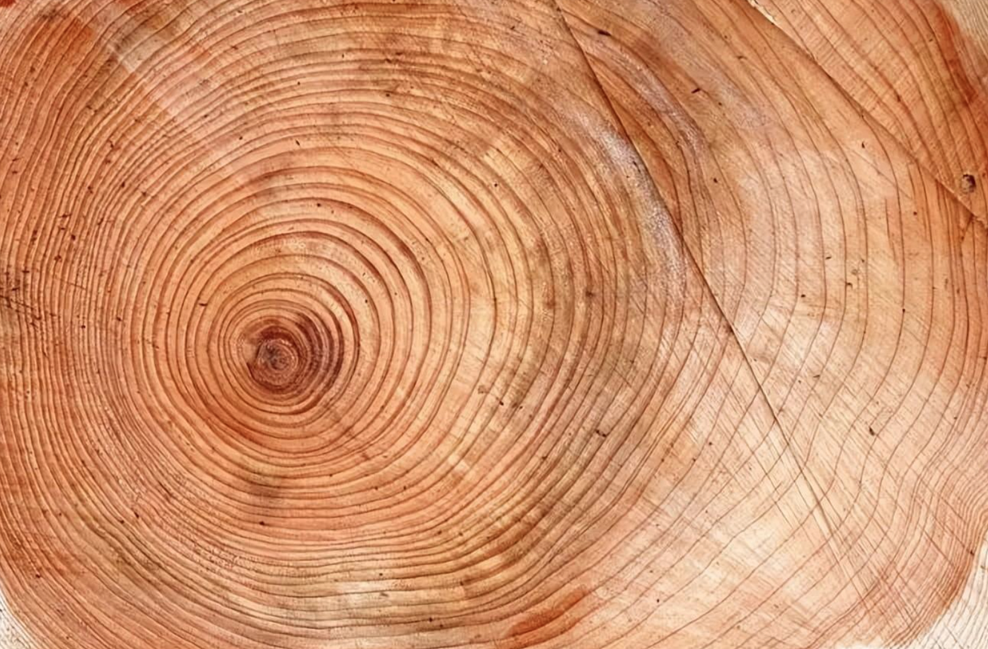 芽鳞痕因为无明显的节间,很密集,易于和叶痕区别,所以可以根据它来