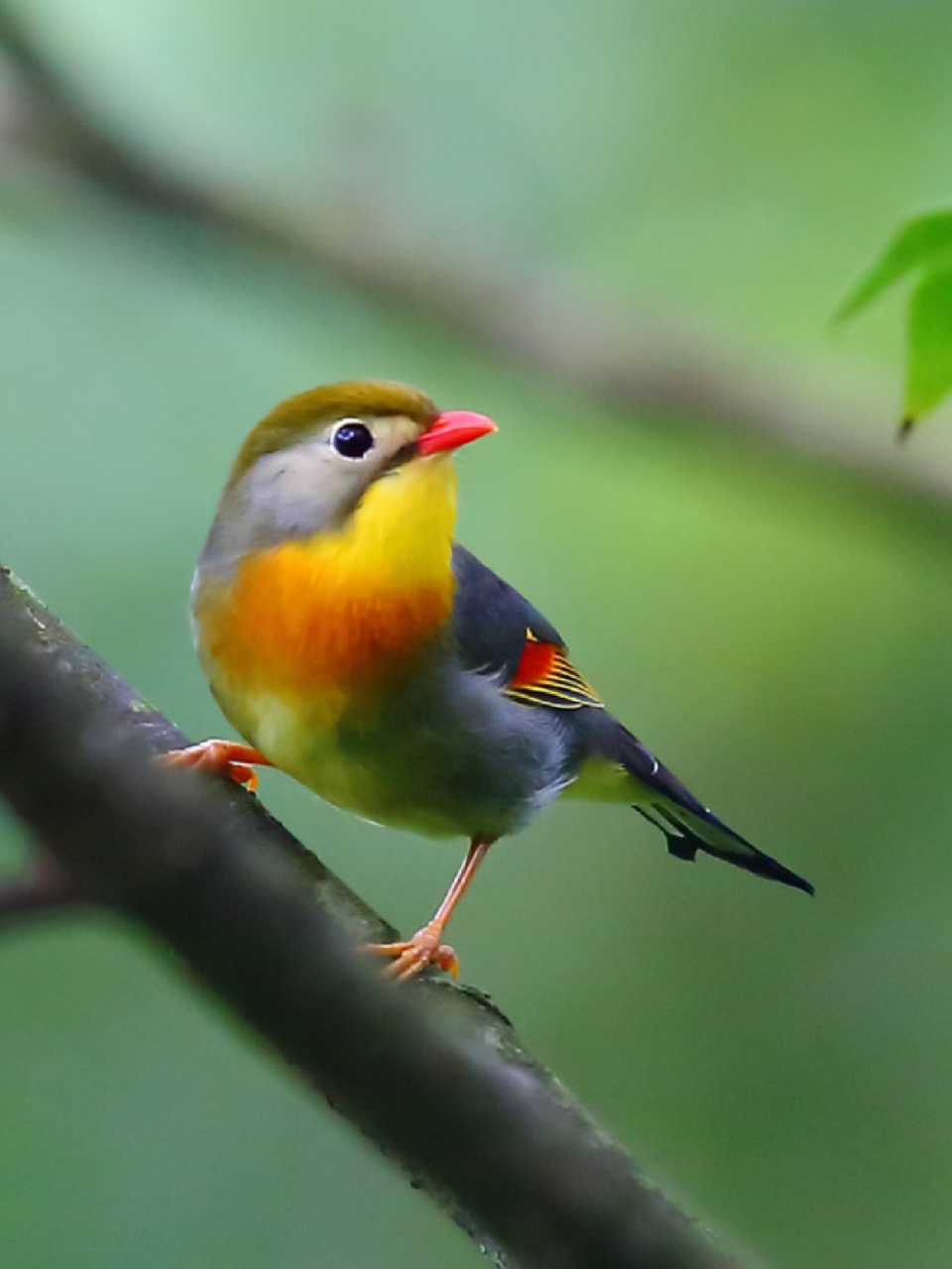 每天陪孩子一起瞧动物 名称:红嘴相思鸟(leiothrix lutea) 简介:该