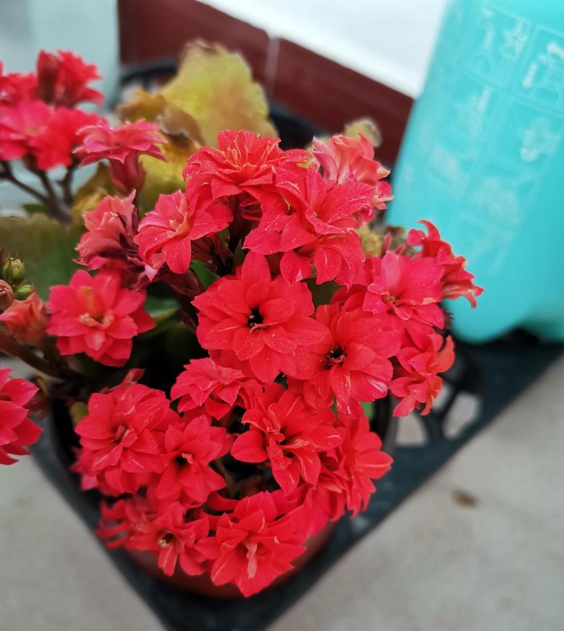 长寿花"吉祥红",很适合当年宵花的室内盆栽,植株低矮小巧,高只有二