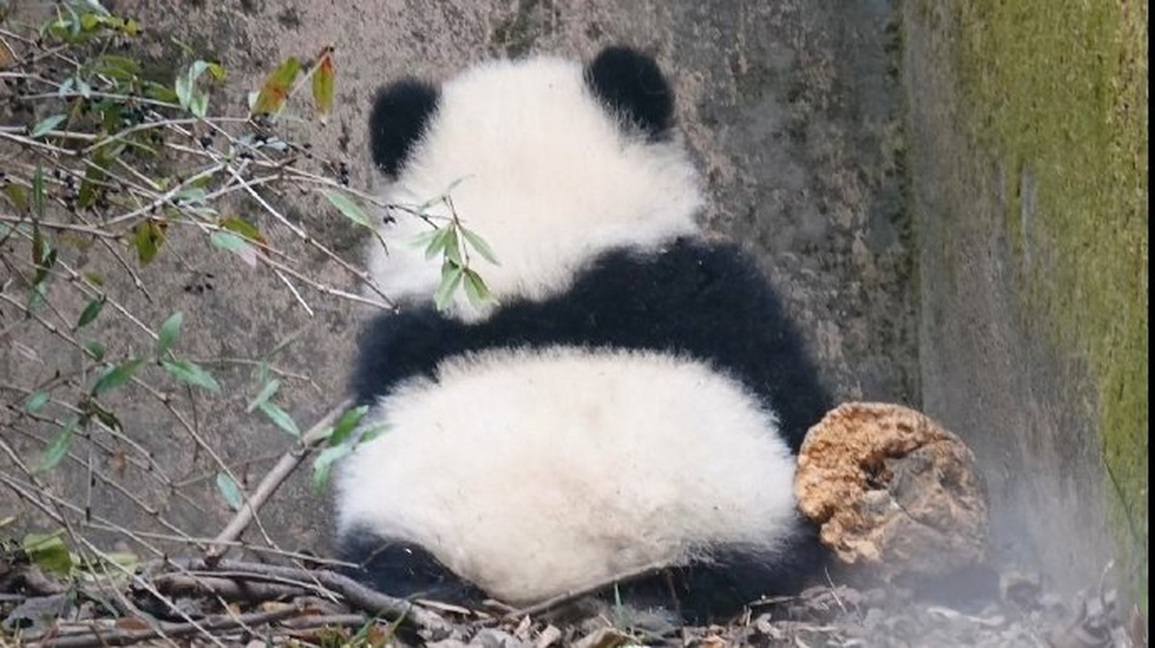 熊猫可爱的背影