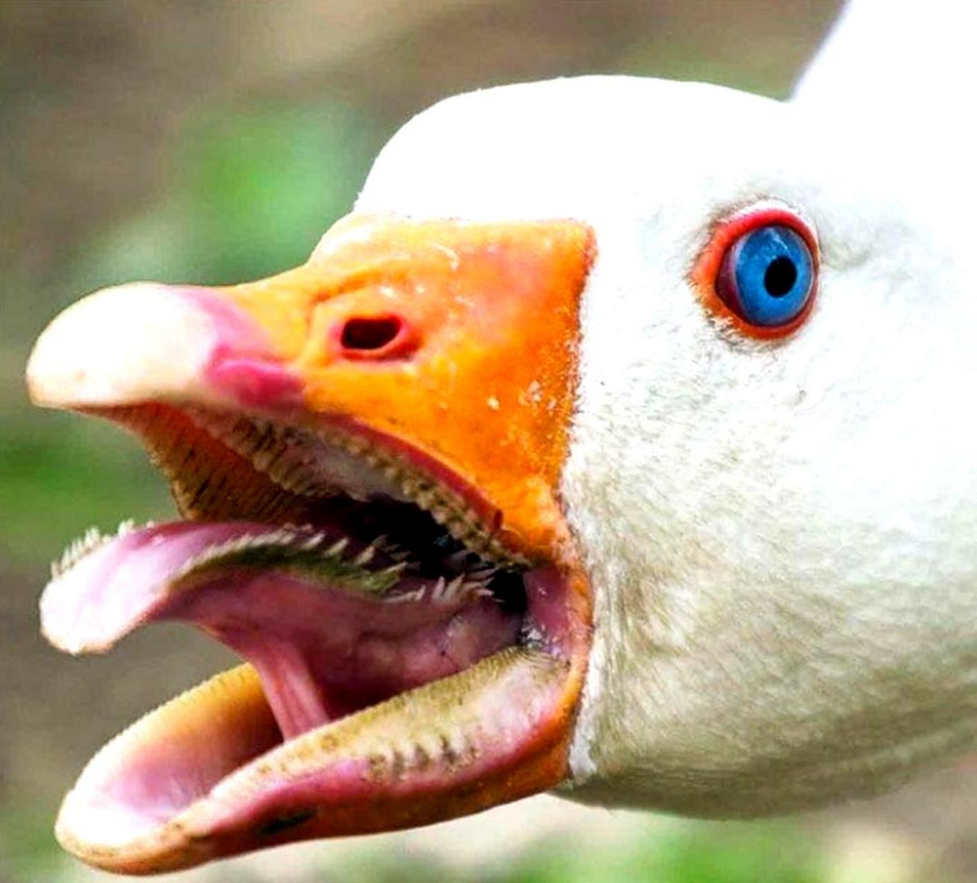 让你了解鹅嘴的惊人特征.