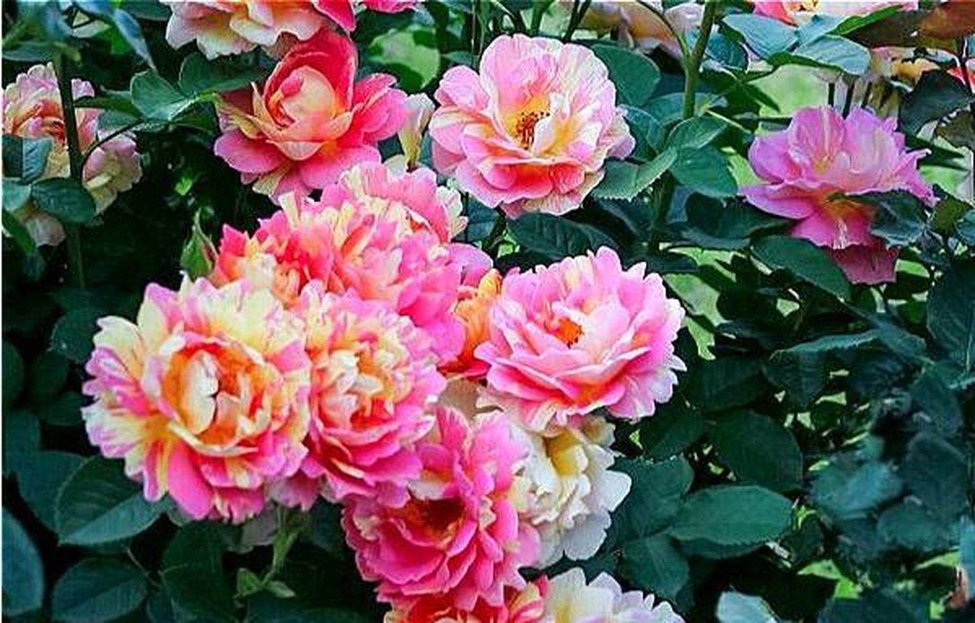 我最喜欢的一款月季花,名叫"莫奈"的彩色月季,它是一种拥有很多优点的