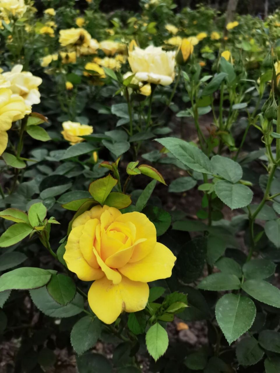 杭州花圃 缤纷月季图谱  杭州的花圃最近又成为顶流了,因为缤纷的月季