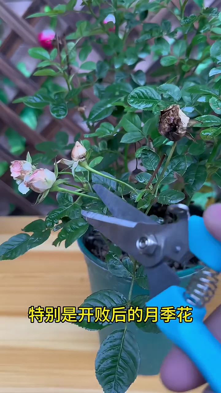 月季花的正确修剪,特别是开败后的月季花,这个时候我们可以从花下两对