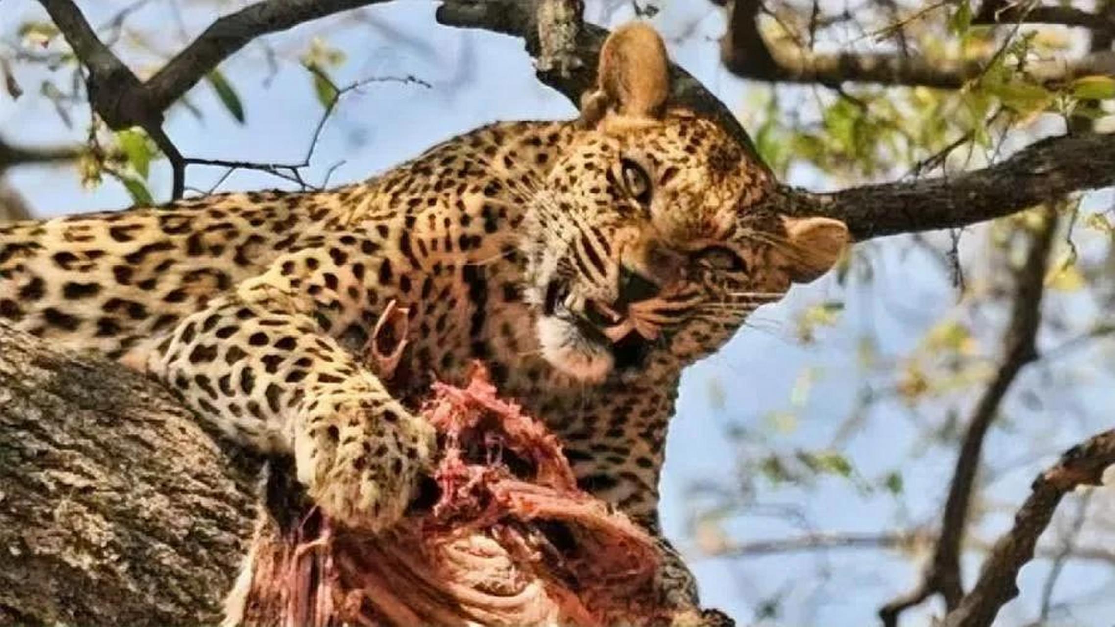 豹类之间也会同类相残,近日东非坦桑尼亚一只猎豹在觅食时误闯花豹