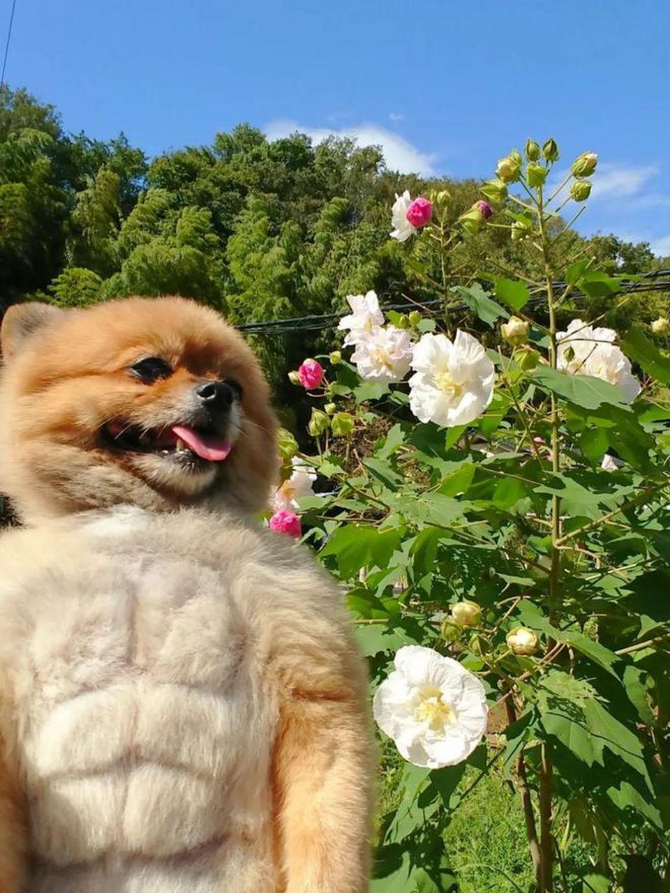 长着可爱的脸,脱掉衣服却拥有八块腹肌的狗子[笑哭]