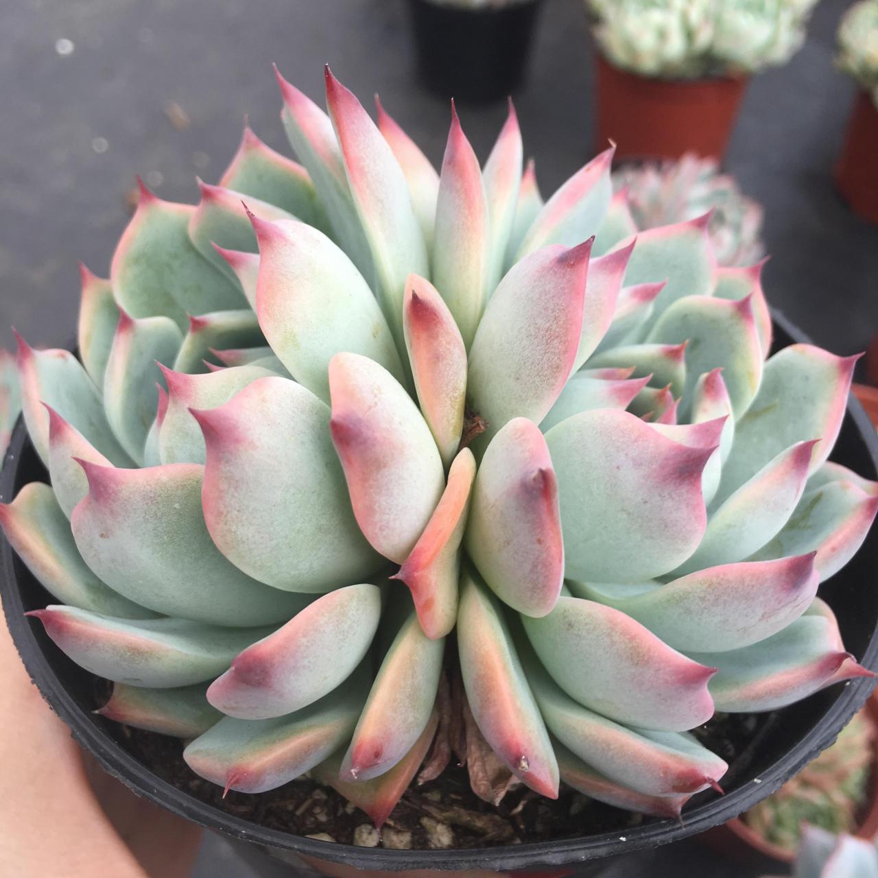 多肉初认识——吉娃莲 吉娃莲是景天科 拟石莲花属 别名"吉娃娃""杨