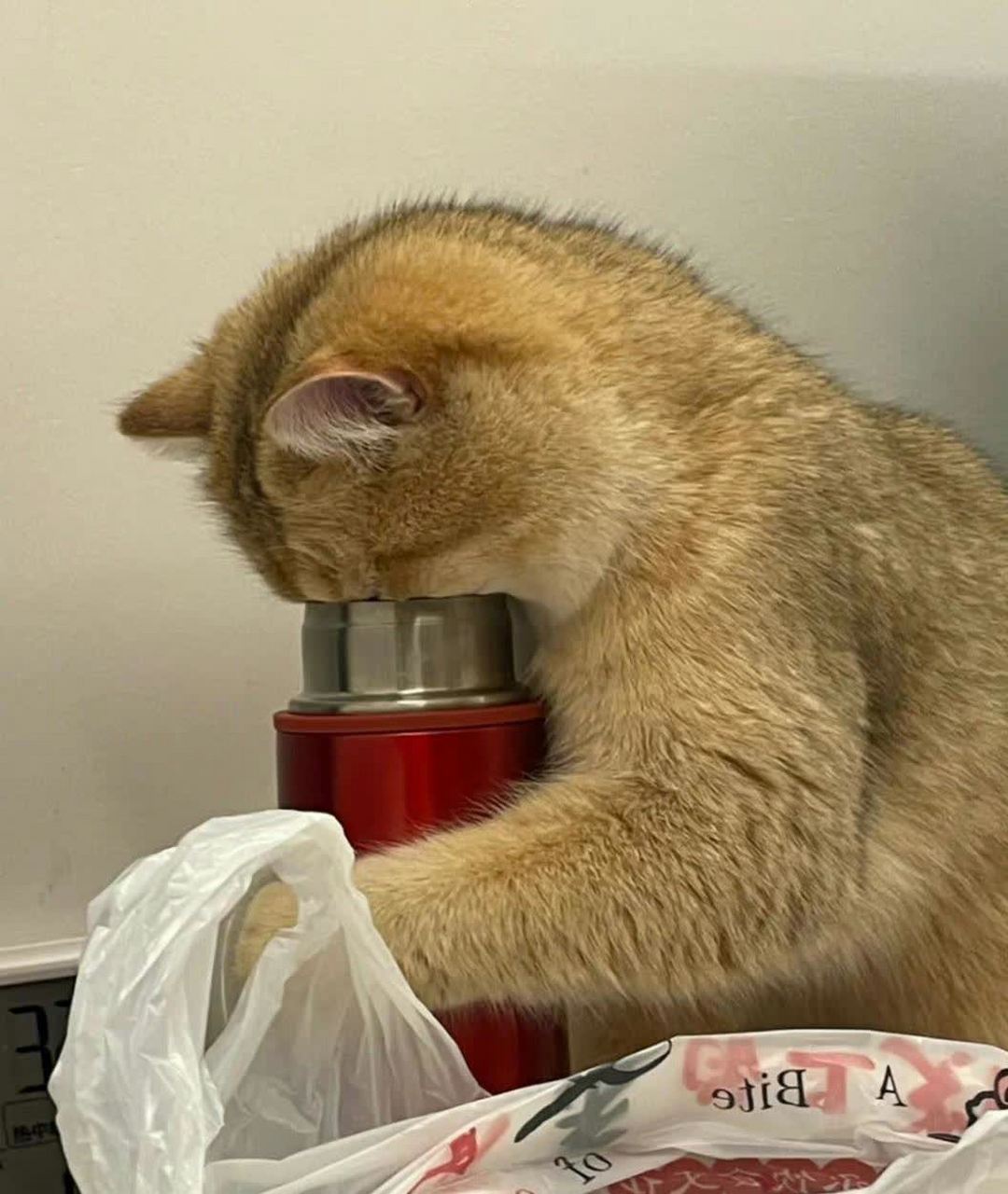 我家猫也想喝我的红枣枸杞茶吗?[滑稽]