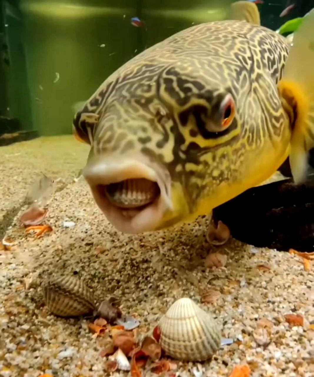 这种鱼牙齿非常锋利,能轻松咬碎坚硬的贝壳,你知道它是什么吗?