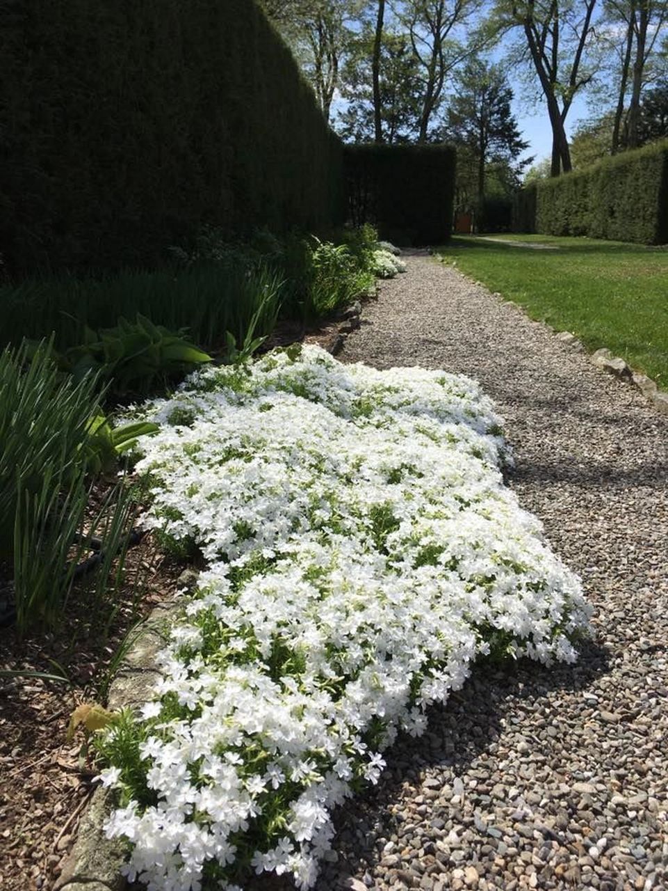 北方地被植物新寵櫻花般美麗-芝櫻 針葉天藍繡球 學名:phlox subulata