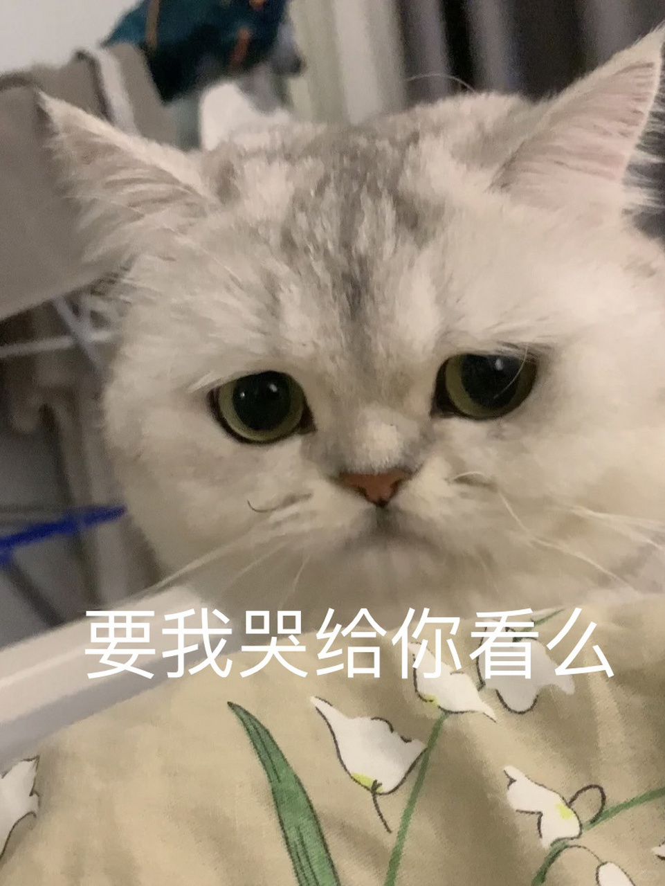 委屈猫猫年度委屈表情包