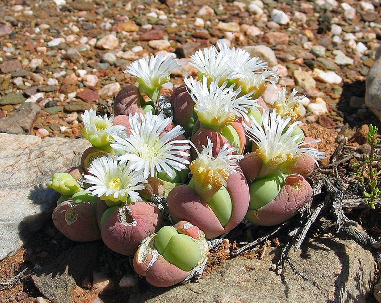 这种奇怪的小多肉植物看起来像婴儿的屁股,它的名字叫gibbaeum heath