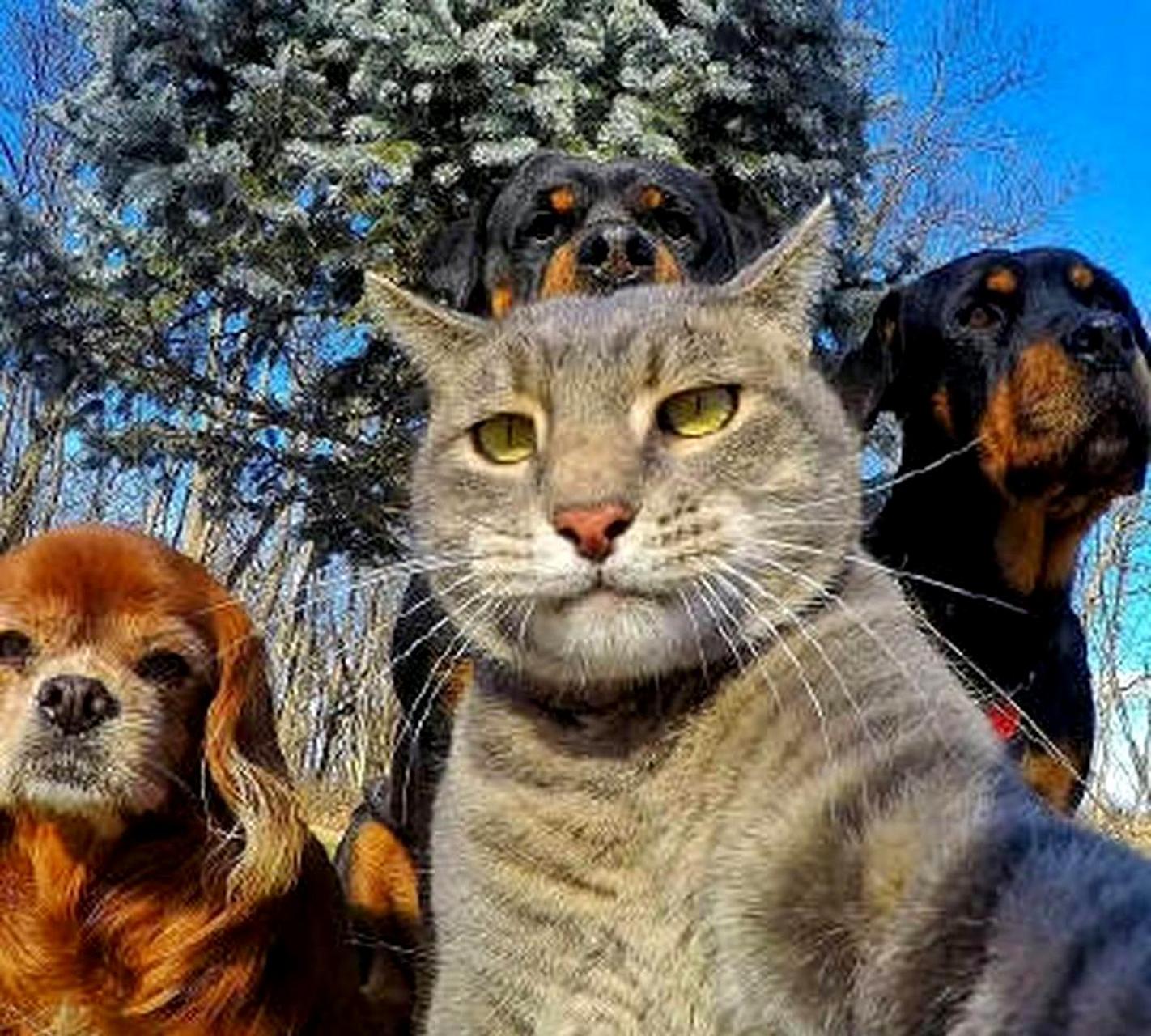 猫老大与他的两个傻兄弟和女盆友一起自拍.