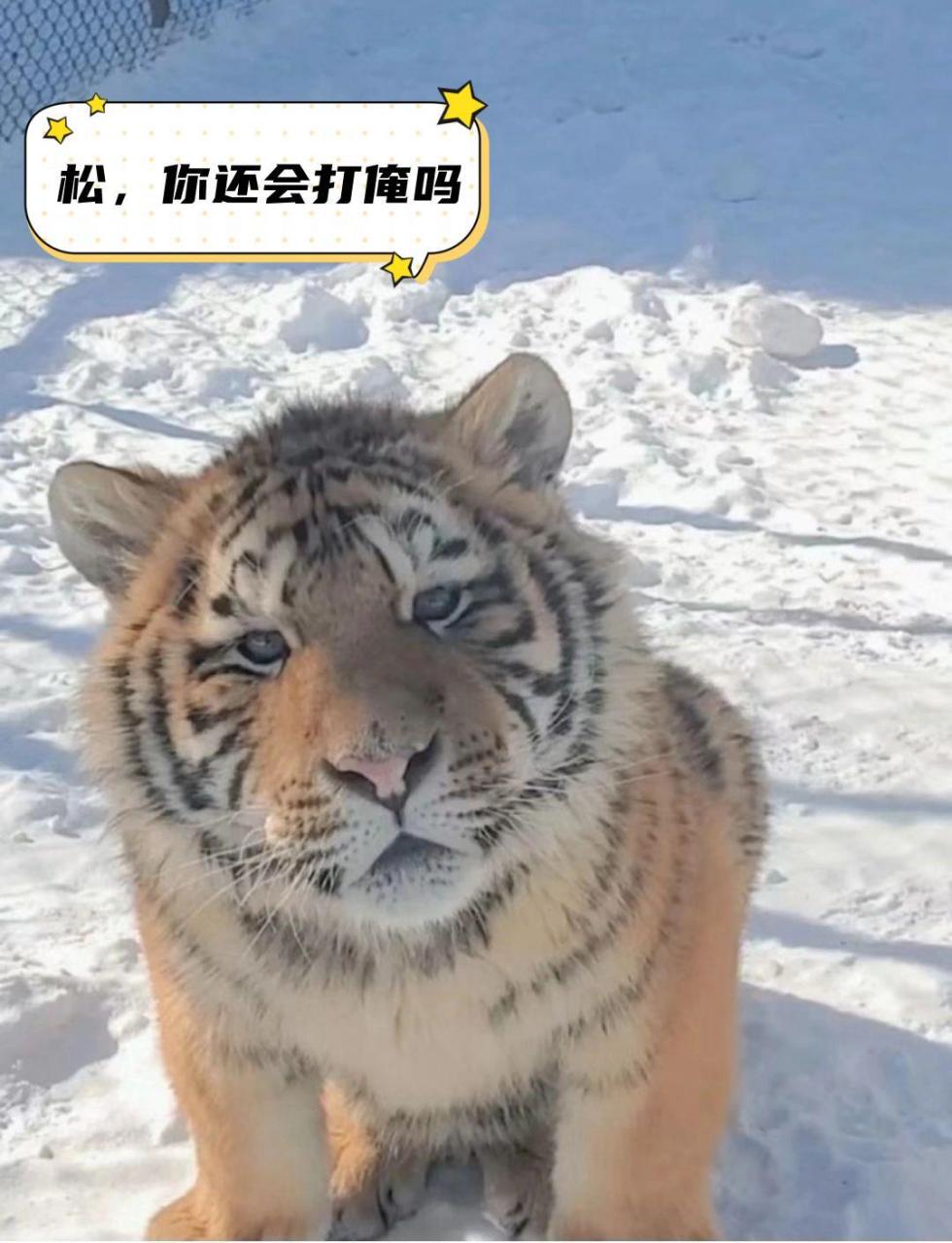俺打的不是你,是最后那两头