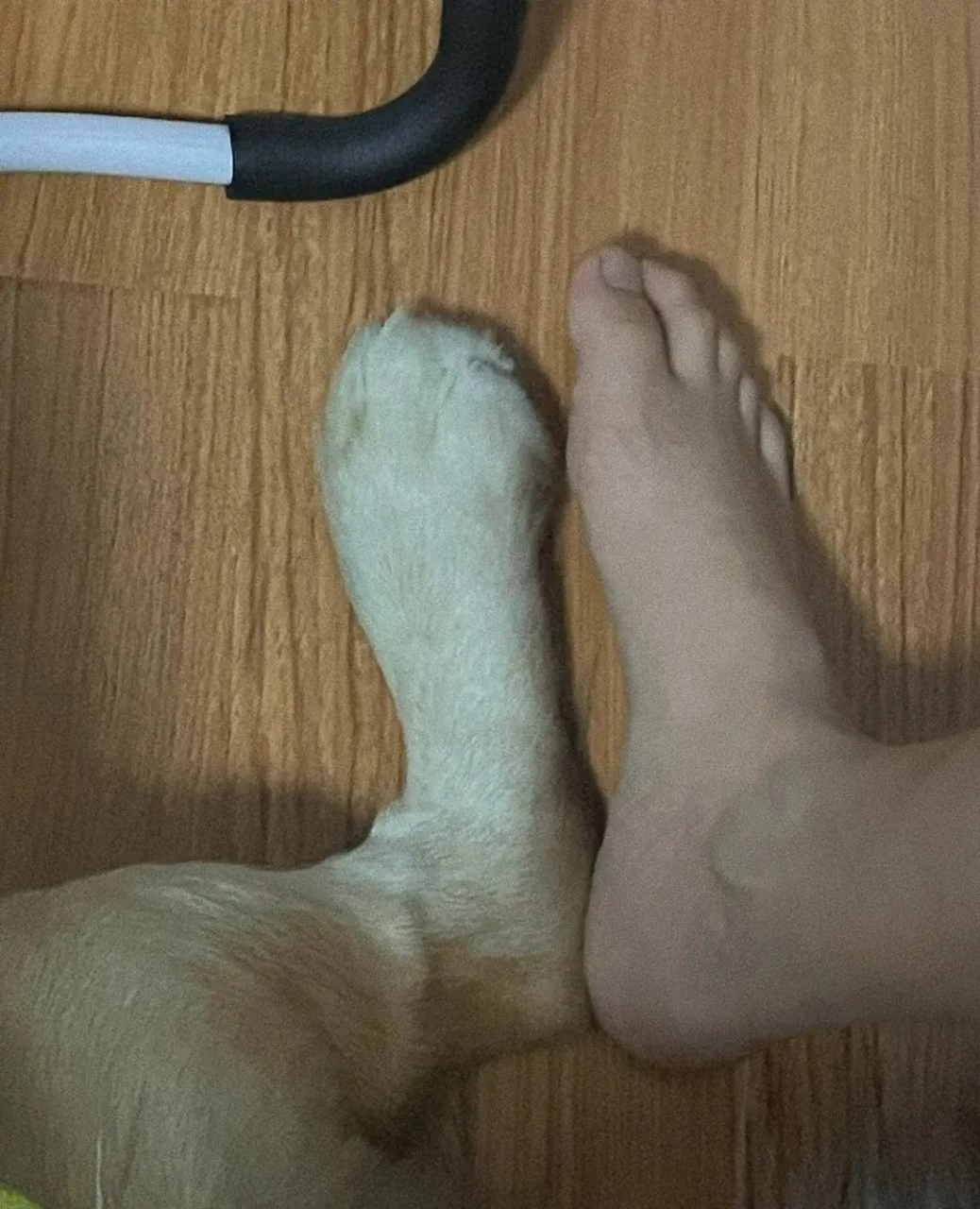 兄弟门也是这样吗?为什么两个脚长得不一样