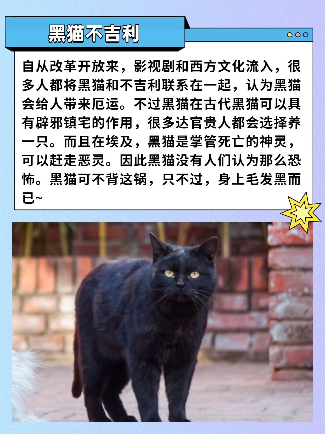 养猫的6大谣言可爱的小猫咪