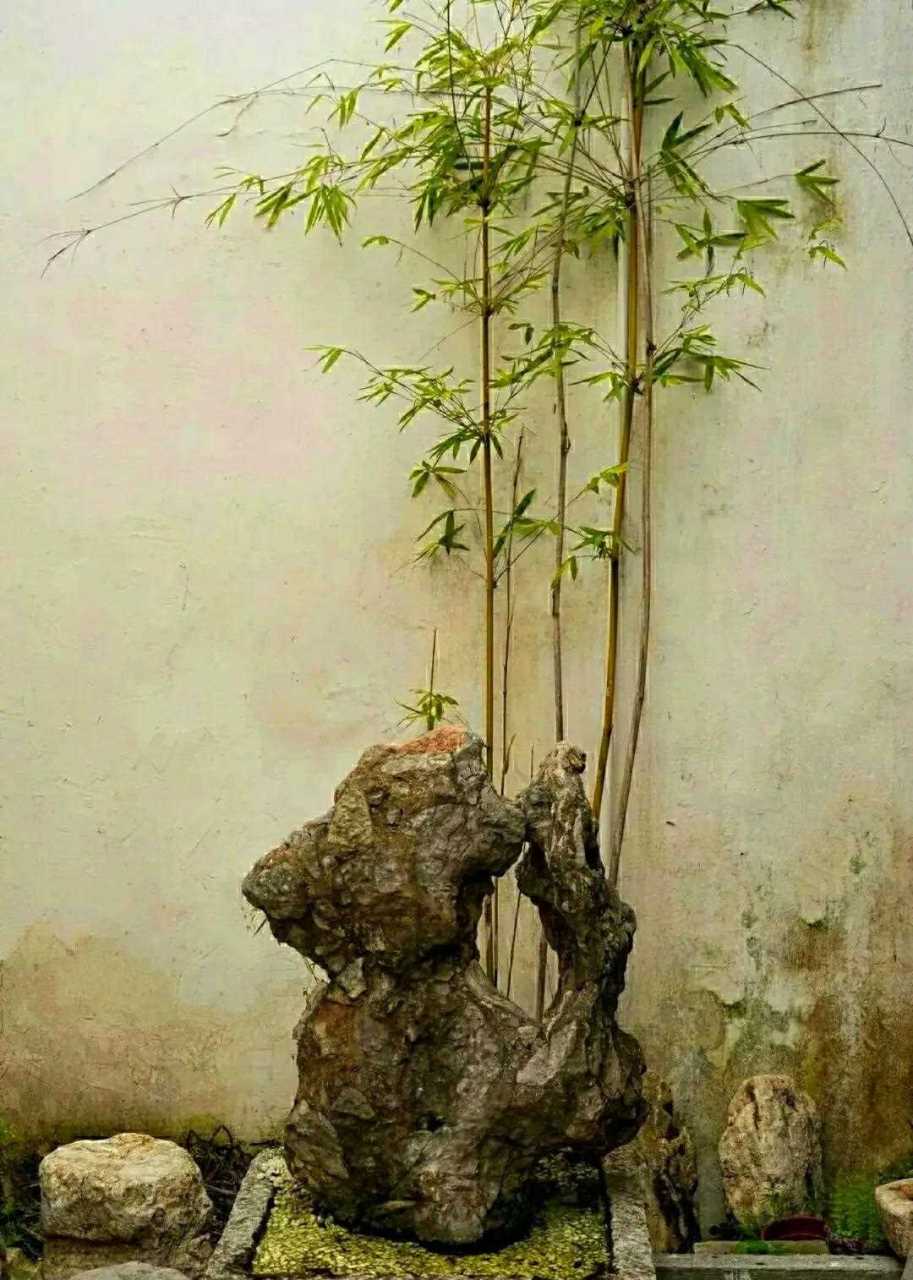 用一颗"空心"笑看人间烟云,繁花落尽.竹盆景雅赏