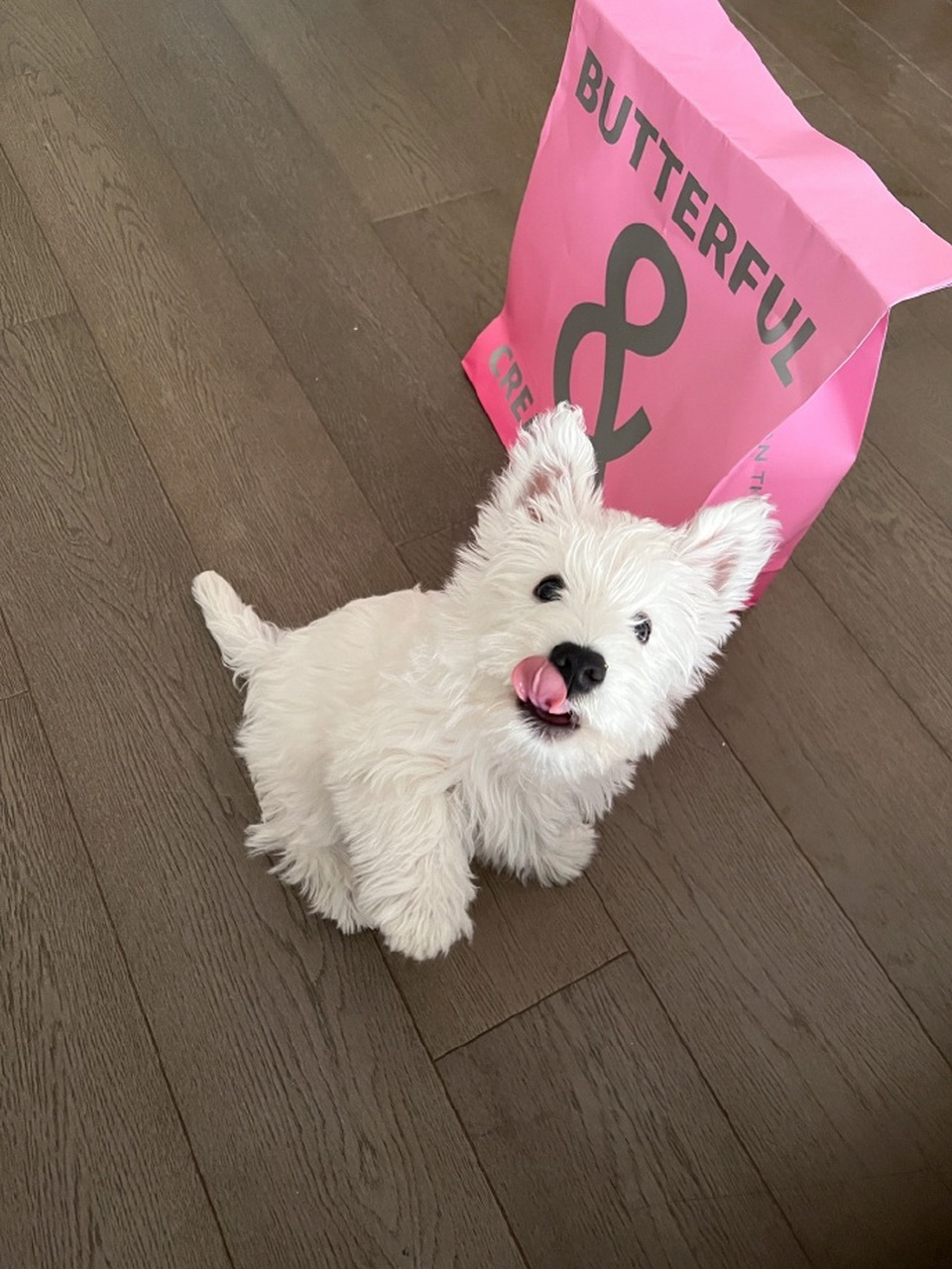 可爱狗狗来卖萌啦