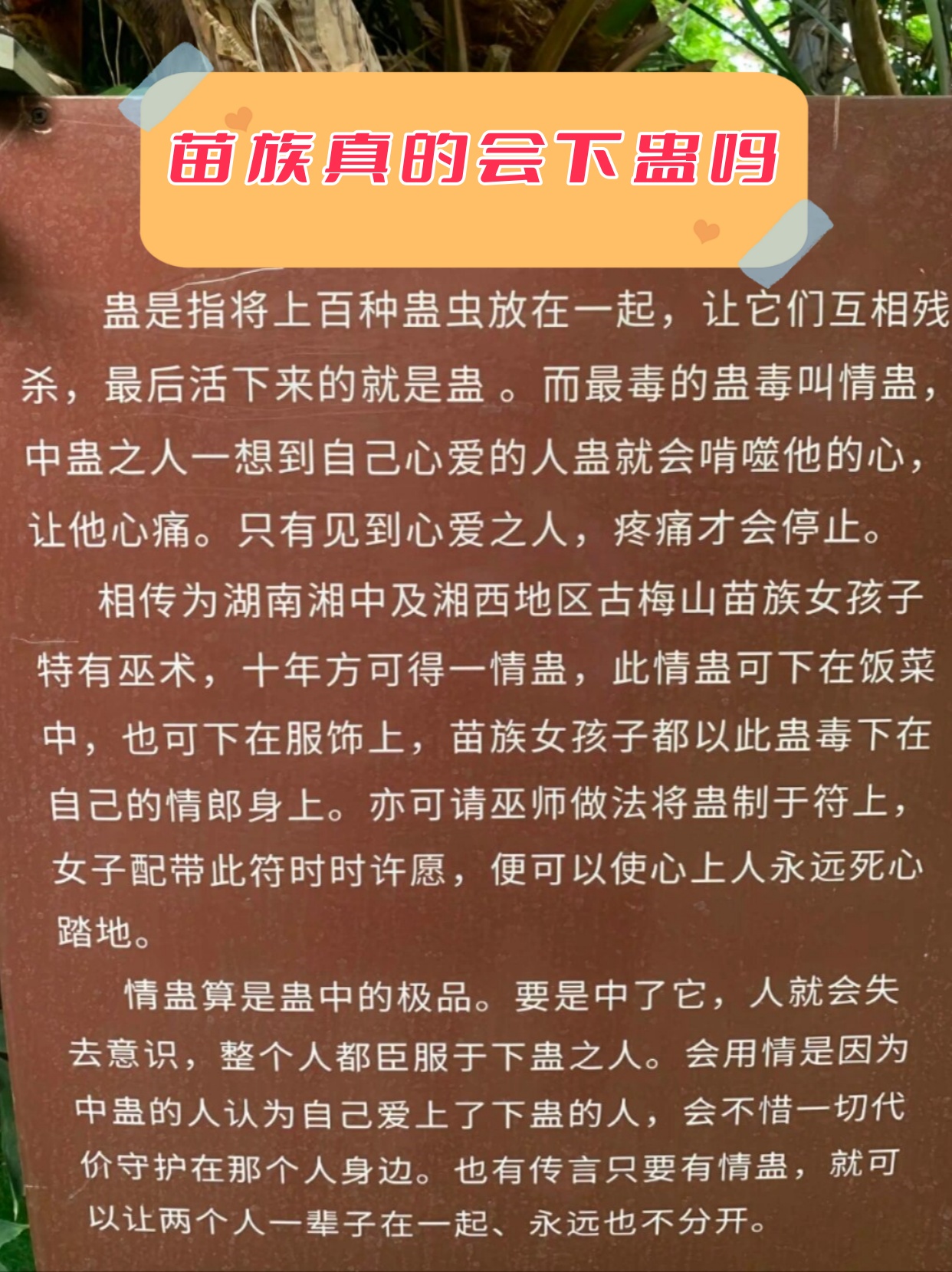 上海男子中了苗族蛊毒图片