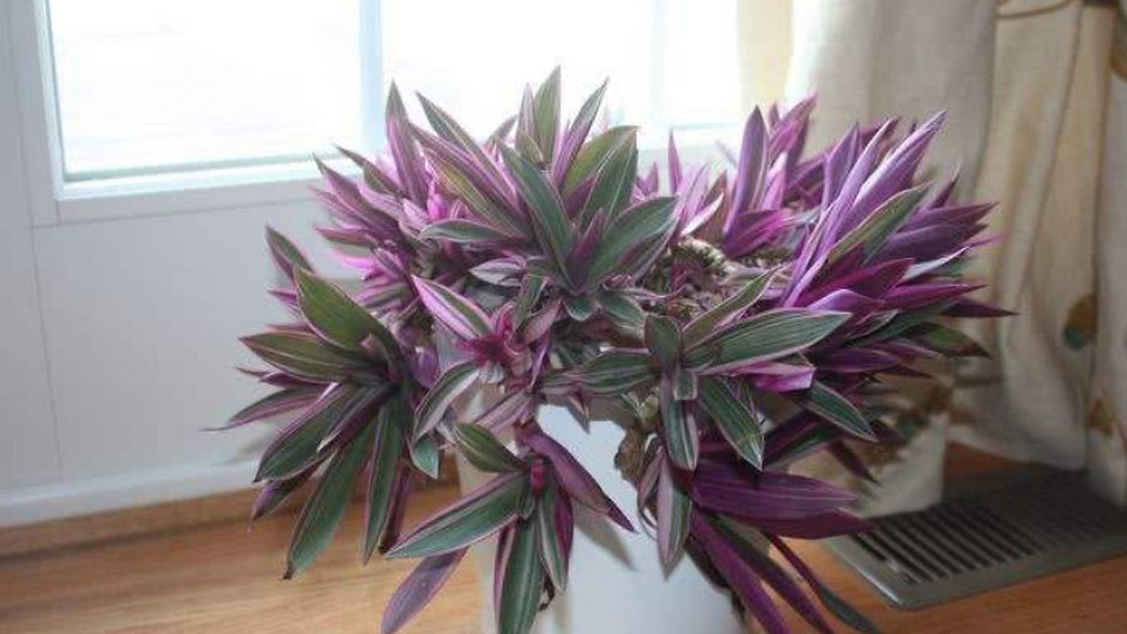 紫背万年青是一种常见的室内养殖的绿植,它还有着不少养殖小秘密哦!