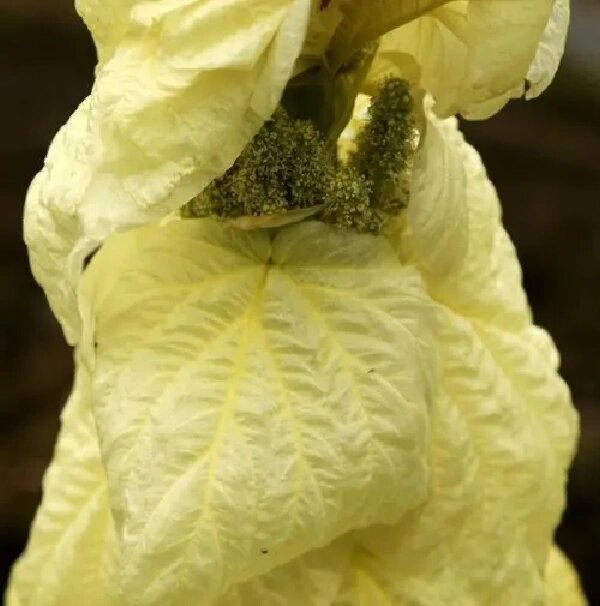 塔黄:自带大棚,向死而生  塔黄,生活在海拔4000米以上的高山地区,是一