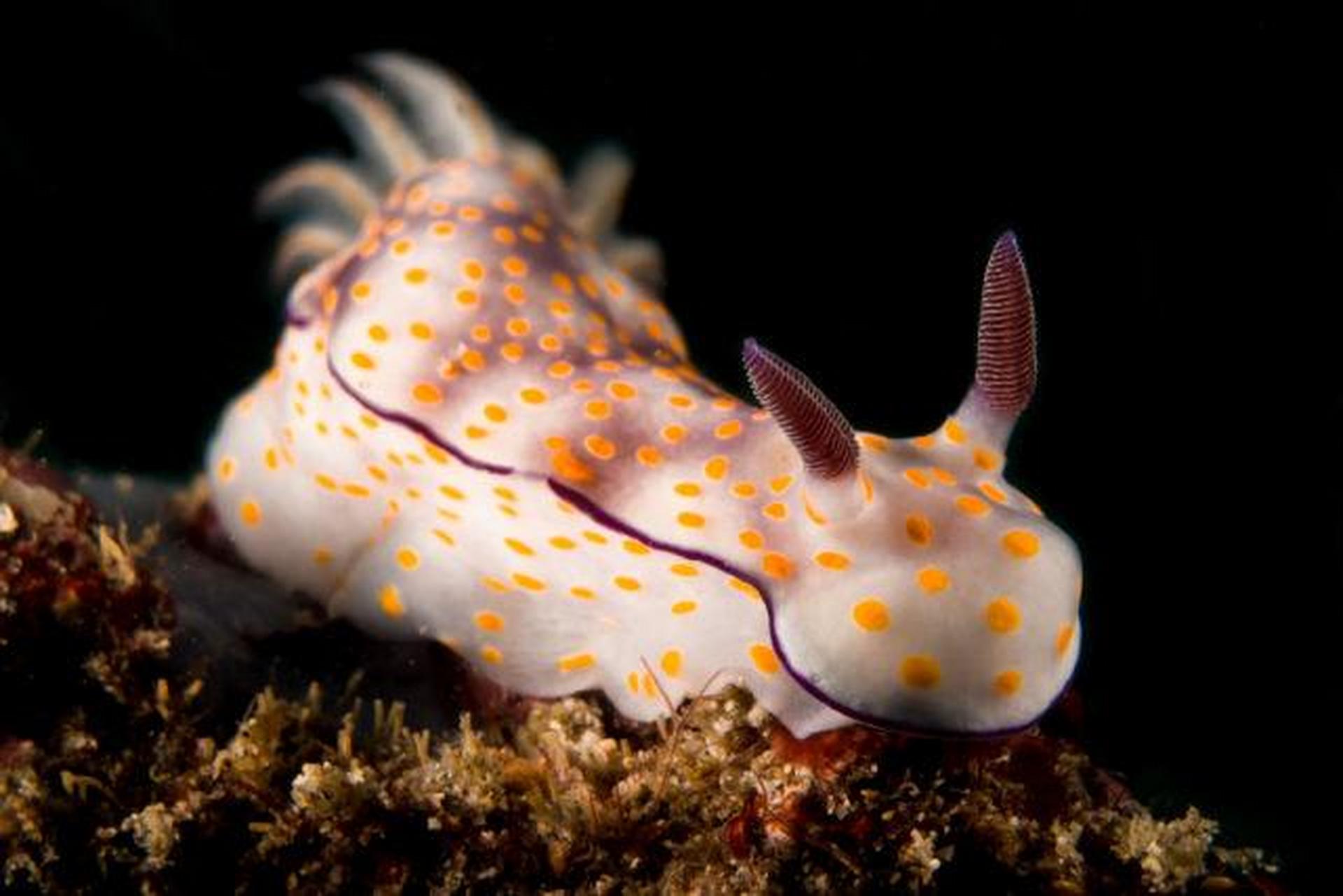 海兔又称海蛞蝓,属于浅海生活的贝类,因其头上的触角突出如兔耳而得名