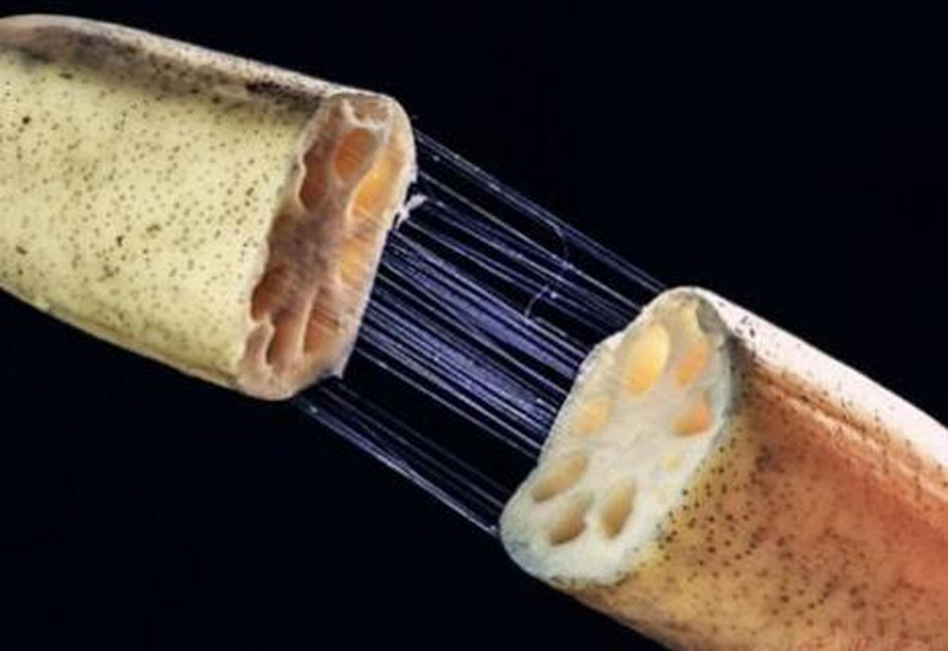 人们常常用"藕断丝连"这个词来形容做事情"不干脆,拖拖拉拉".