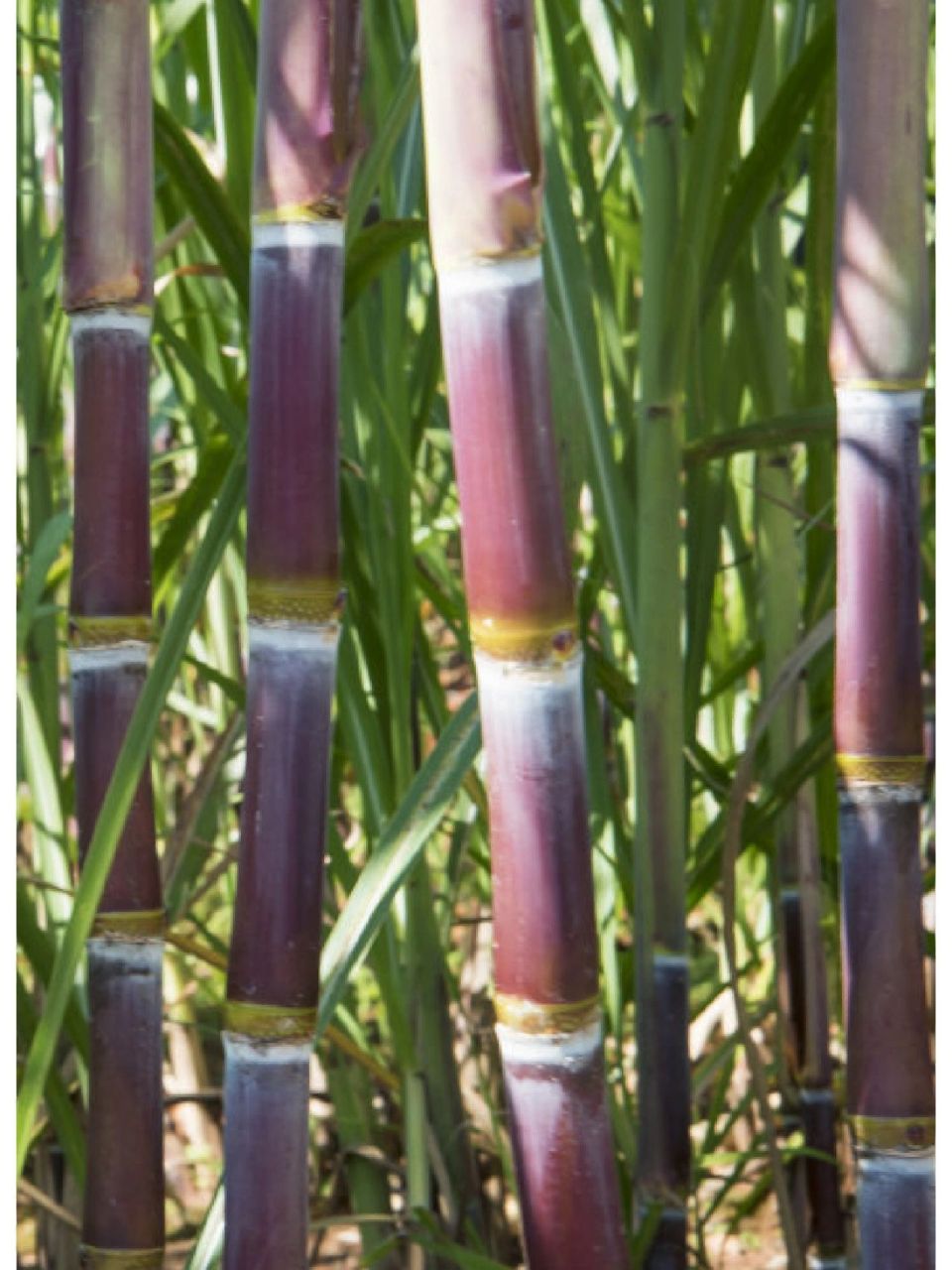 人们常说"甘蔗没有两头甜",形容没有两全其美的事.