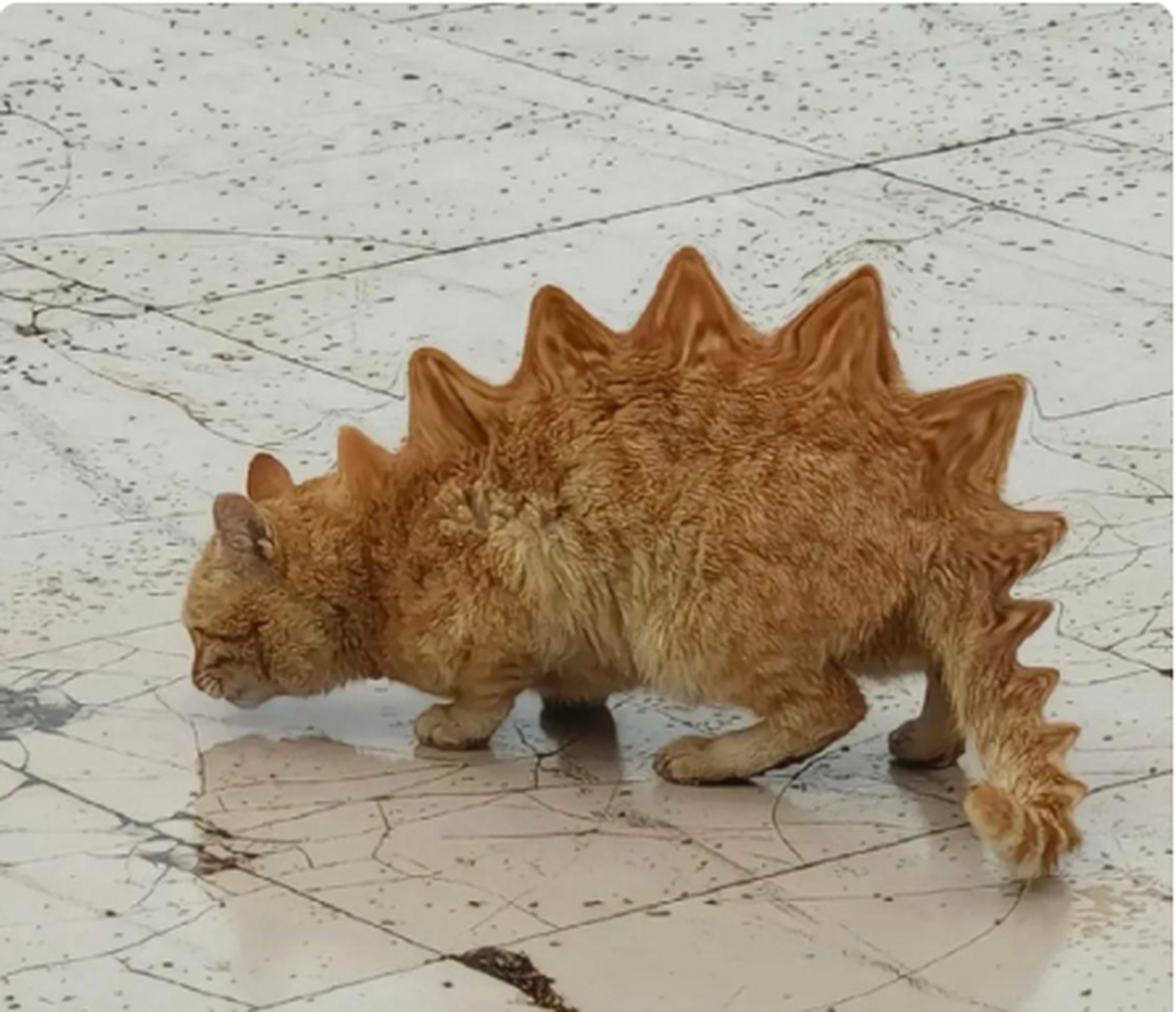 偶遇一只恐龙猫?