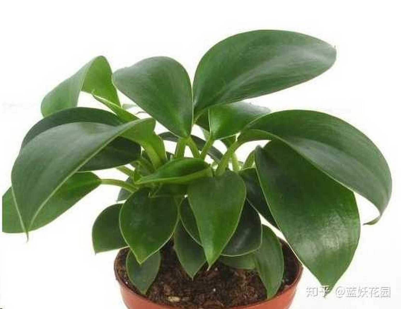 盆栽 金钻蔓绿绒 养殖方法和注意事项?